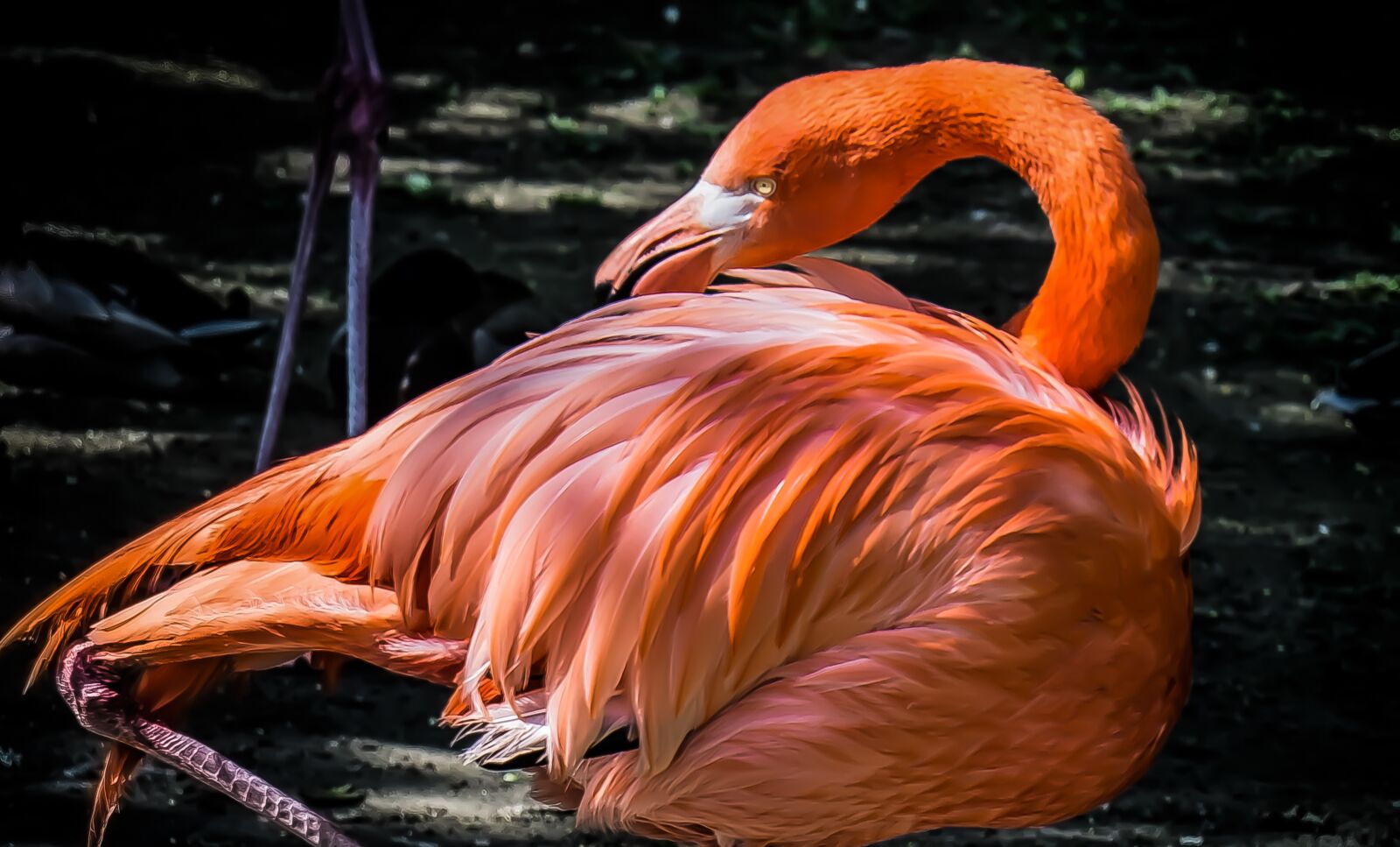 Sony E 55-210mm F4.5-6.3 OSS sample photo. Flamingo, pink, nature photography