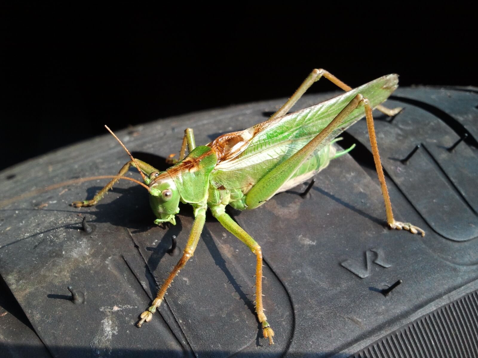 Samsung Galaxy S Plus sample photo. Grasshopper, sun, insect photography