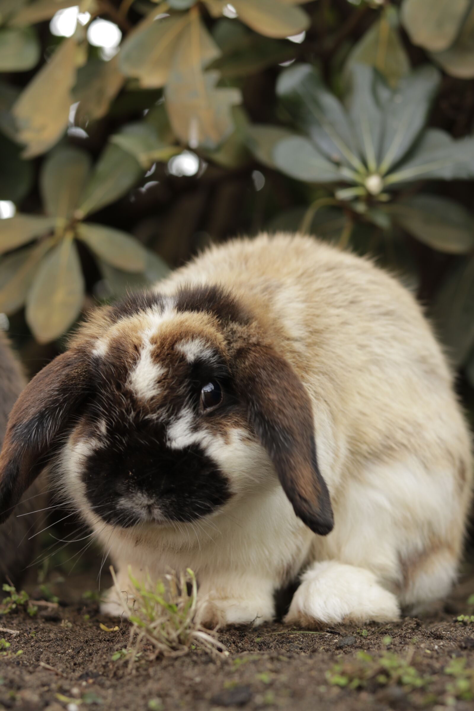 Canon EOS 80D + Canon EF 50mm F1.8 STM sample photo. Bunny, nature, rabbit photography