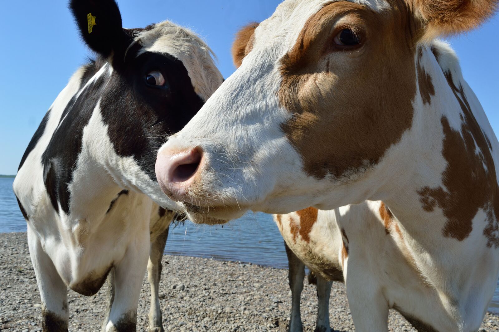 Nikon D3200 sample photo. Cow, cattle, animals photography