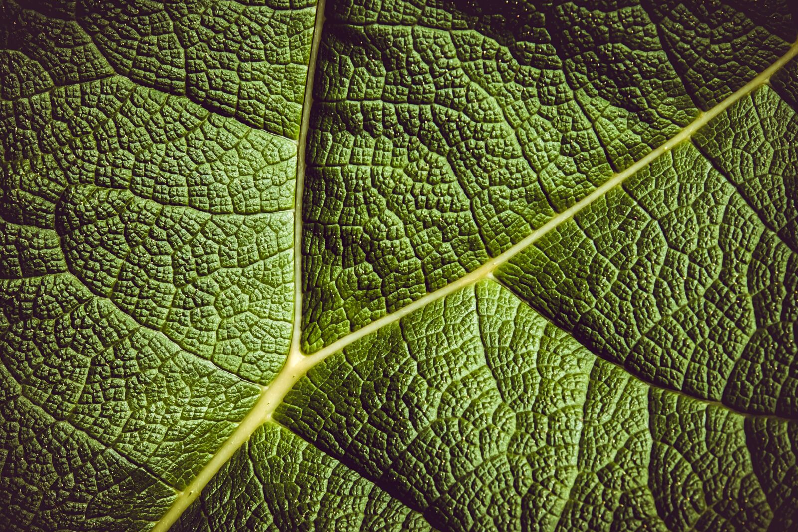 Fujifilm XF 55-200mm F3.5-4.8 R LM OIS sample photo. Leaf, giant rhubarb, mammoth photography