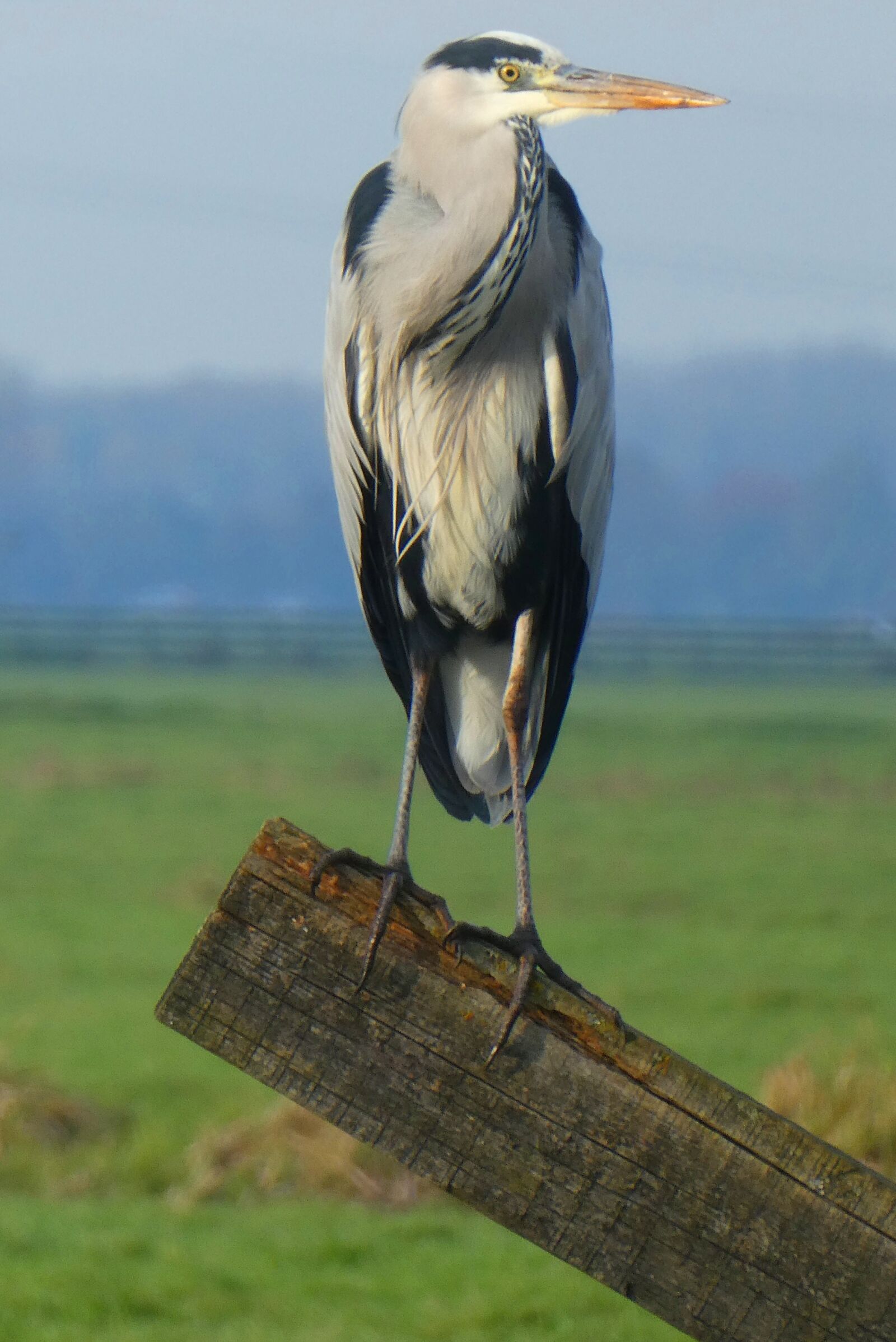 Panasonic Lumix DC-ZS70 (Lumix DC-TZ90) sample photo. Heron, nature, blue heron photography
