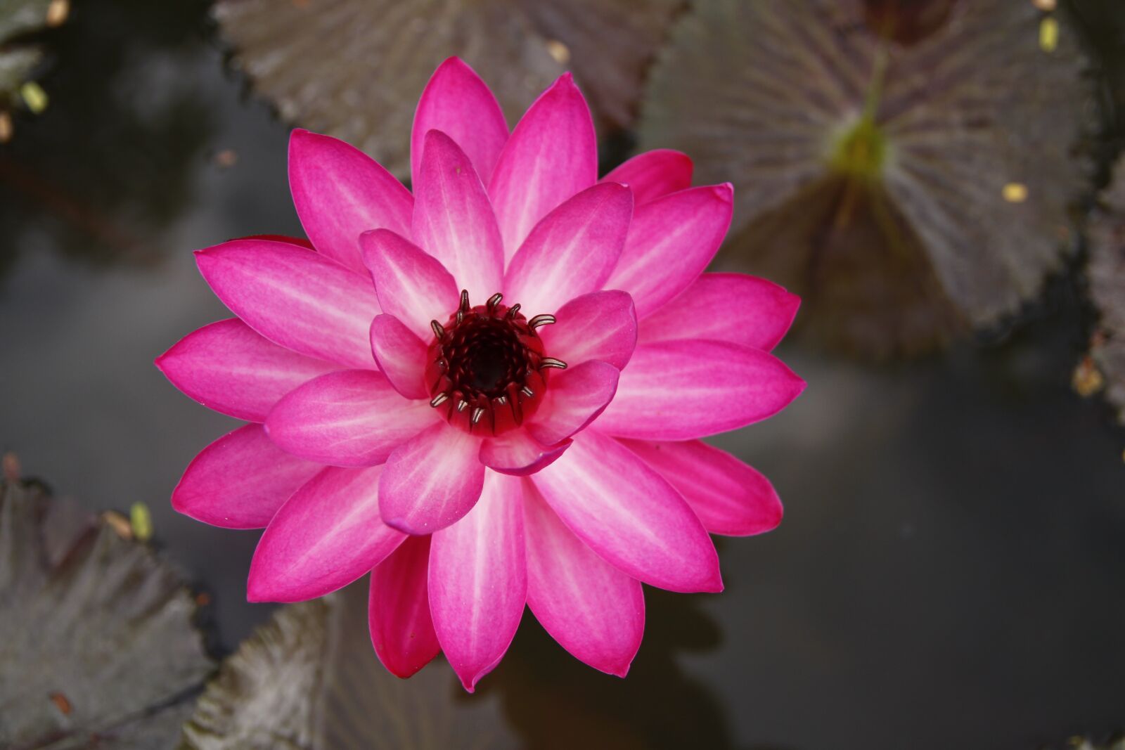 Canon EOS 50D sample photo. Water lily, blooming, pond photography