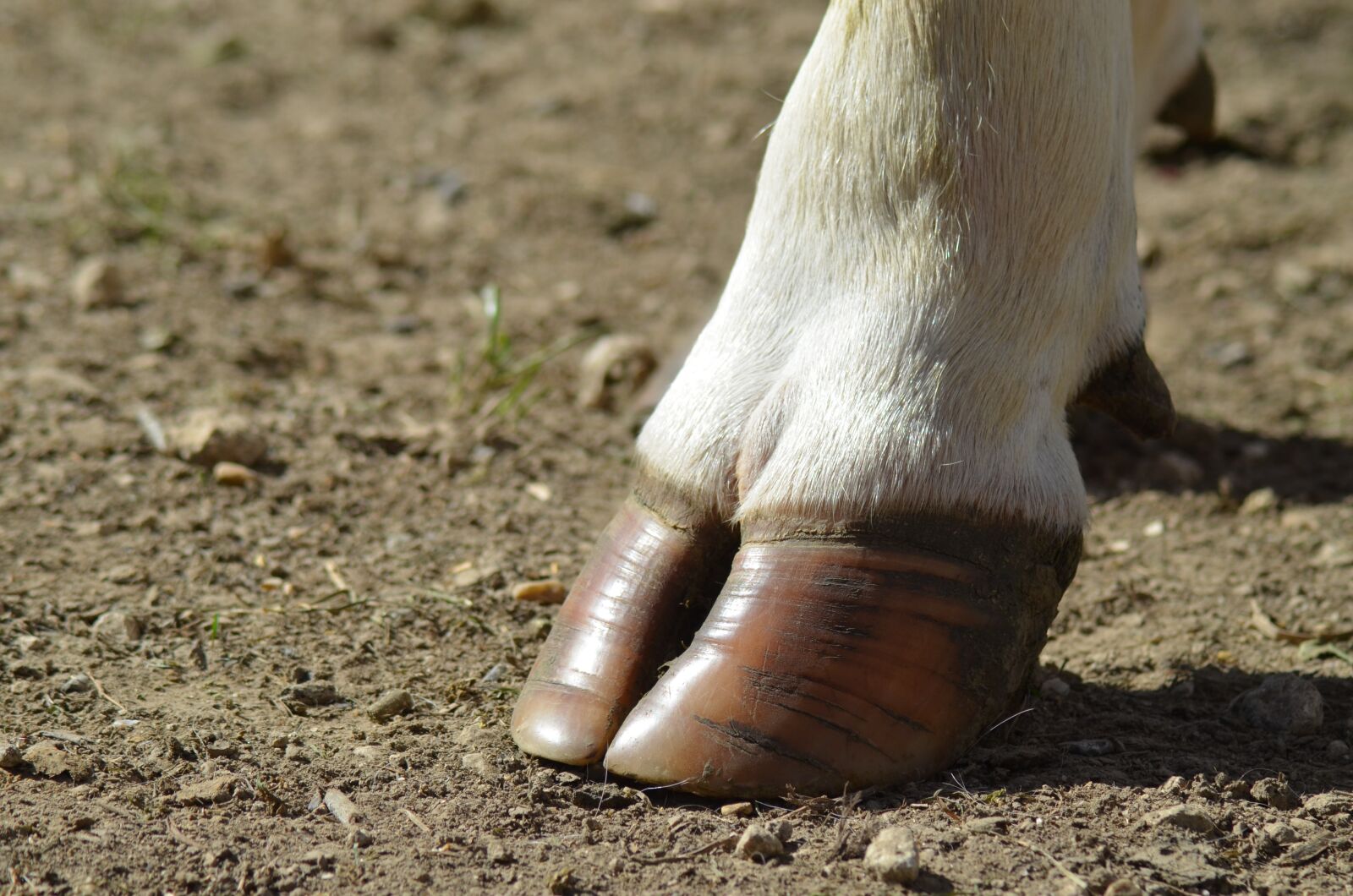 Nikon D5100 sample photo. Shoe, cow, agriculture photography