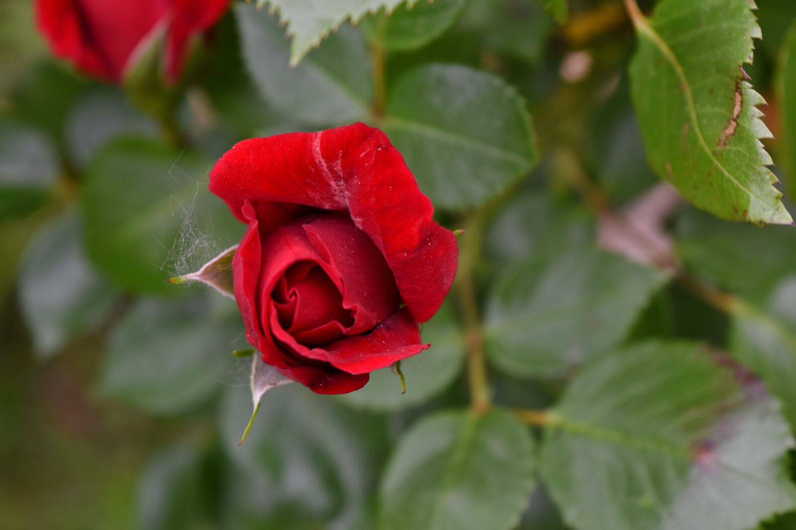 Nikon D5500 sample photo. Beautiful image, red, shrub photography