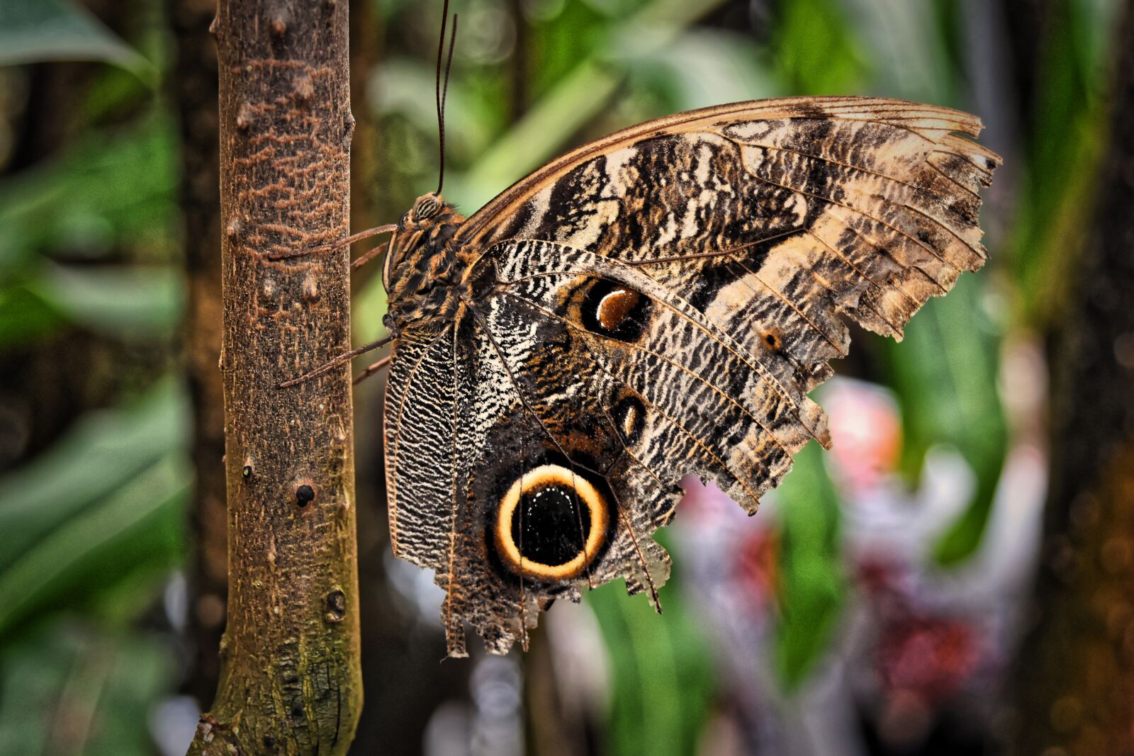Nikon D7200 sample photo. Butterfly, owl butterfly, edelfalter photography