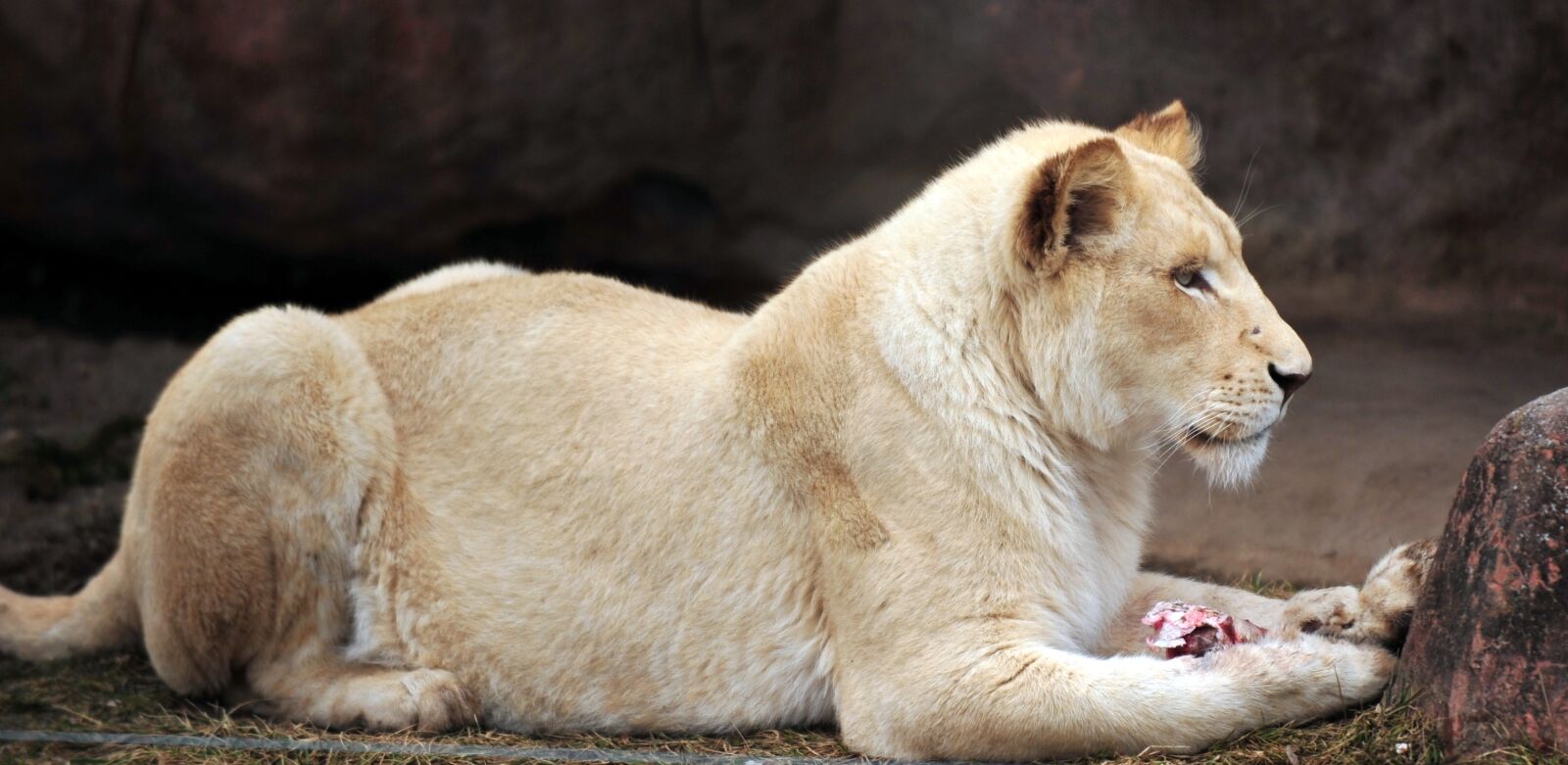 Nikon D3 sample photo. Lion, zoo, meat photography
