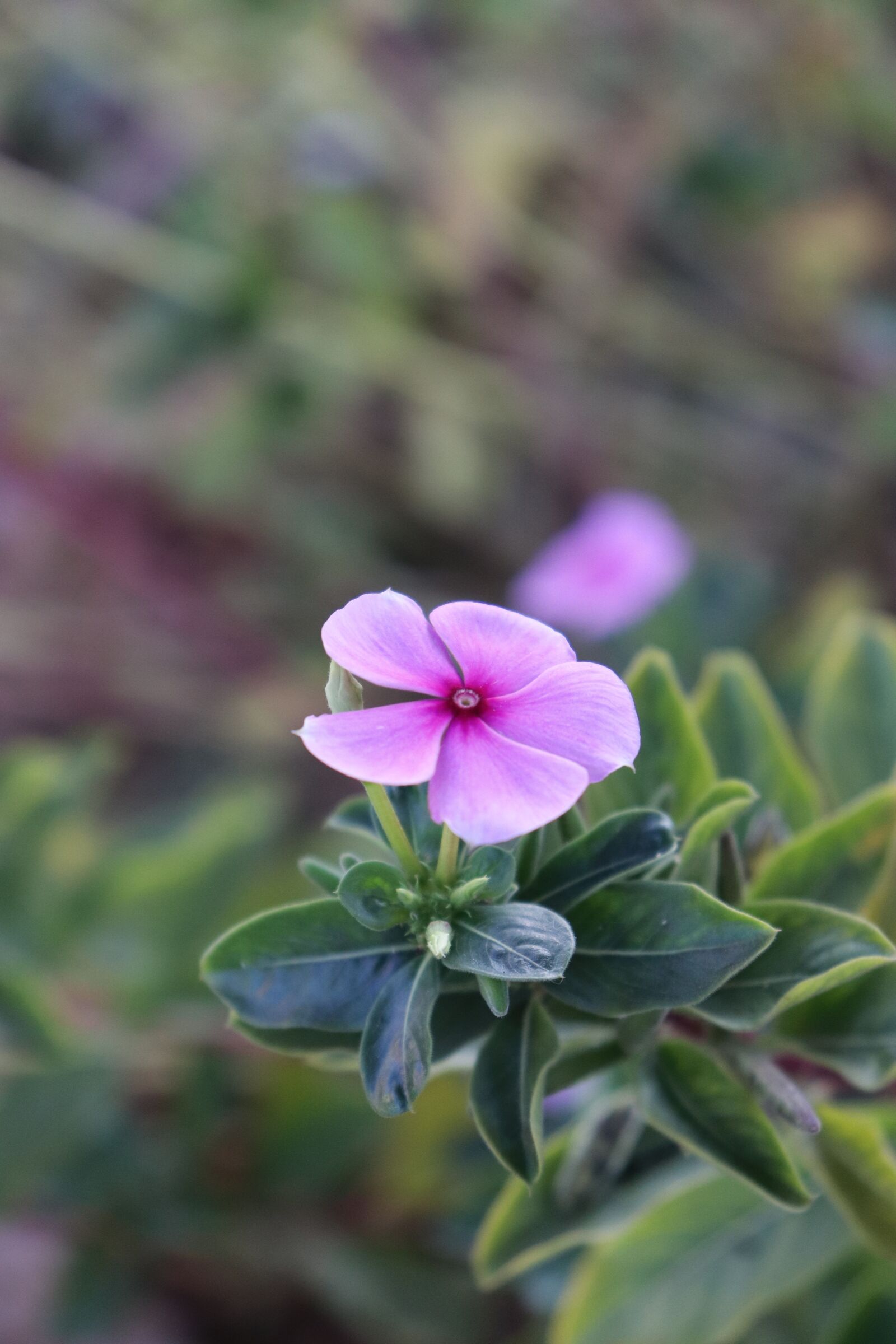 Canon EOS 200D (EOS Rebel SL2 / EOS Kiss X9) sample photo. Flower, nature, plant photography