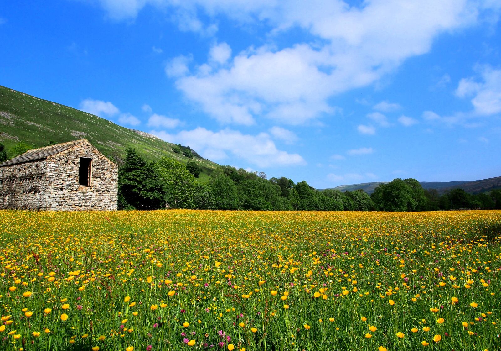 Olympus OM-D E-M5 sample photo. Meadows in flower, stone photography
