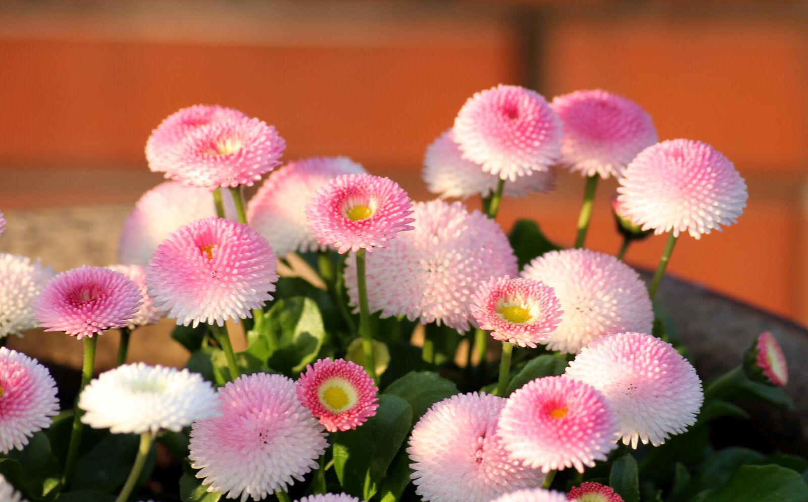 Canon EOS 1200D (EOS Rebel T5 / EOS Kiss X70 / EOS Hi) sample photo. Daisies, pink, flowers photography
