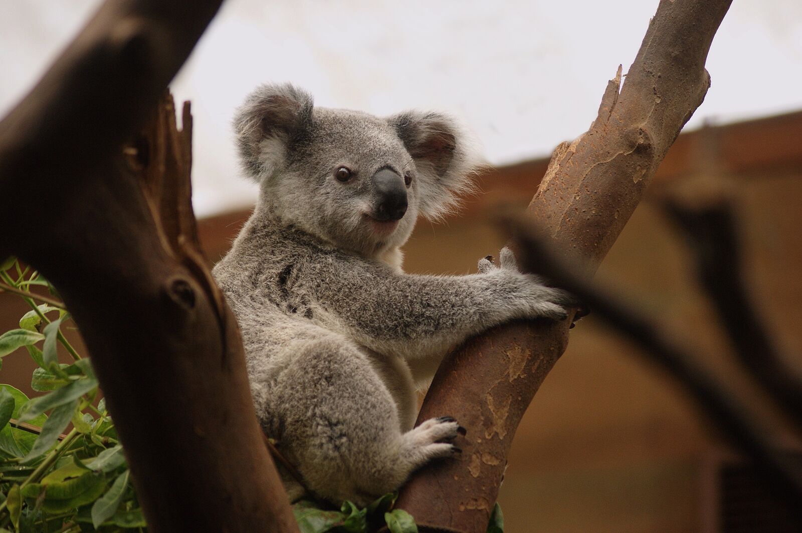 Sony Alpha DSLR-A390 sample photo. Koala, mammals, wildlife photography