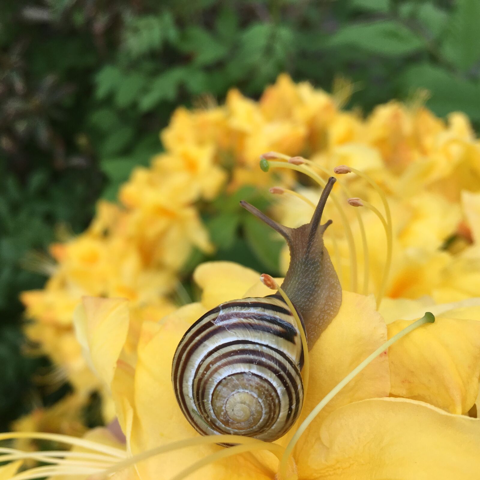 Apple iPhone 6s sample photo. Snail, garden, nature photography