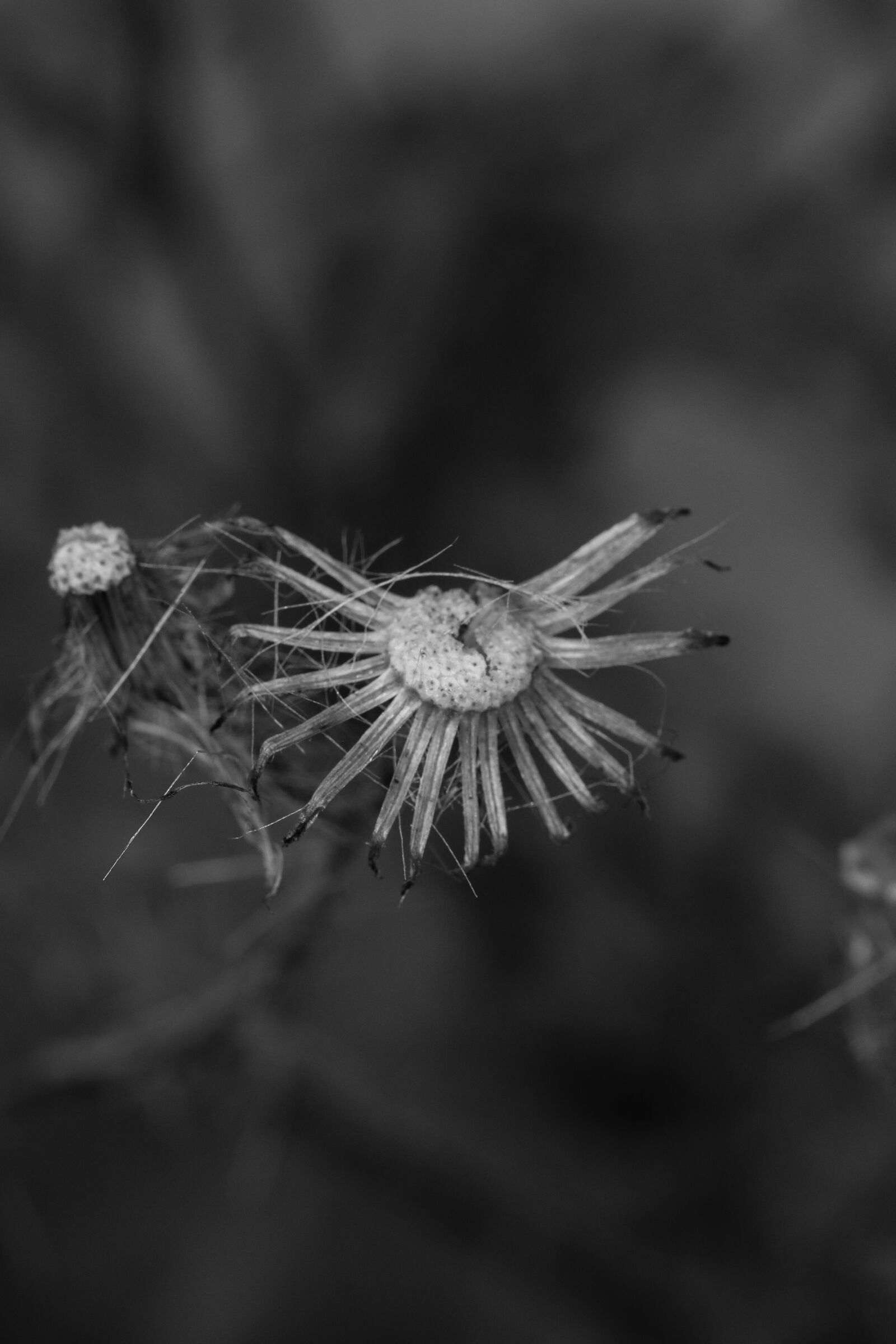 Canon EOS 7D Mark II sample photo. Wild flower, nature, autumn photography