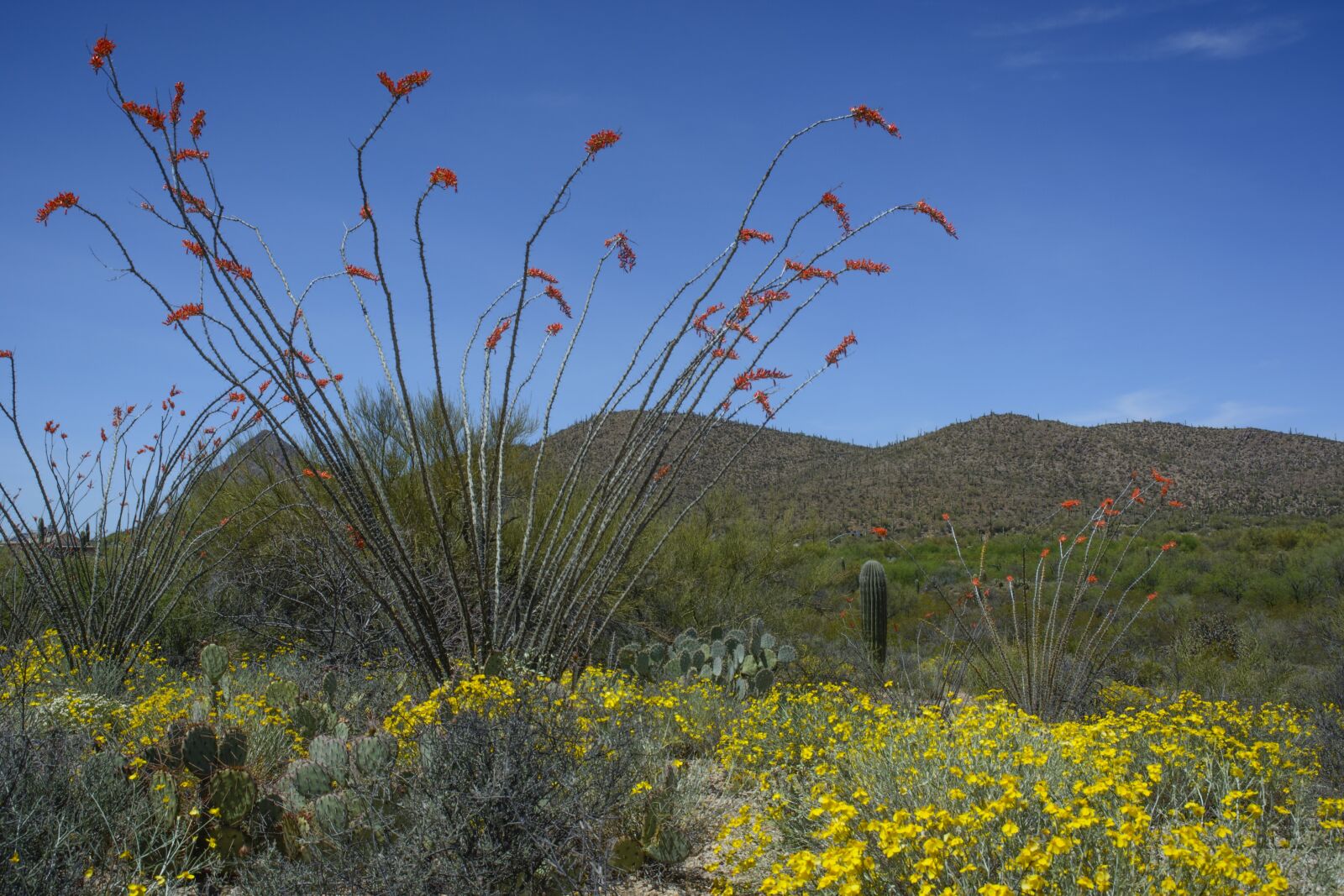 Nikon D5200 sample photo. Tucson, arizona, cactus photography