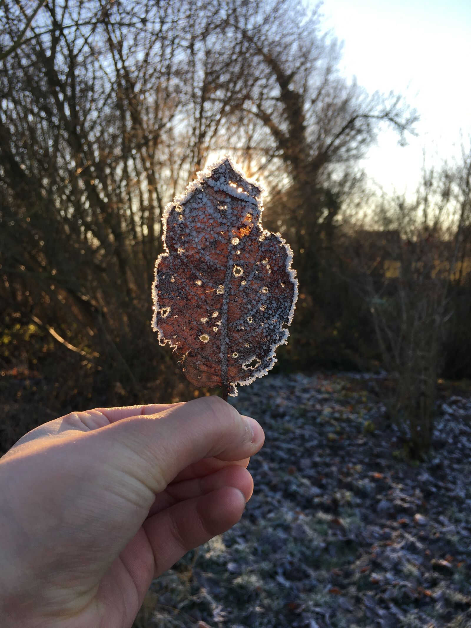 Apple iPhone 6s sample photo. Leaf, nature, forest photography