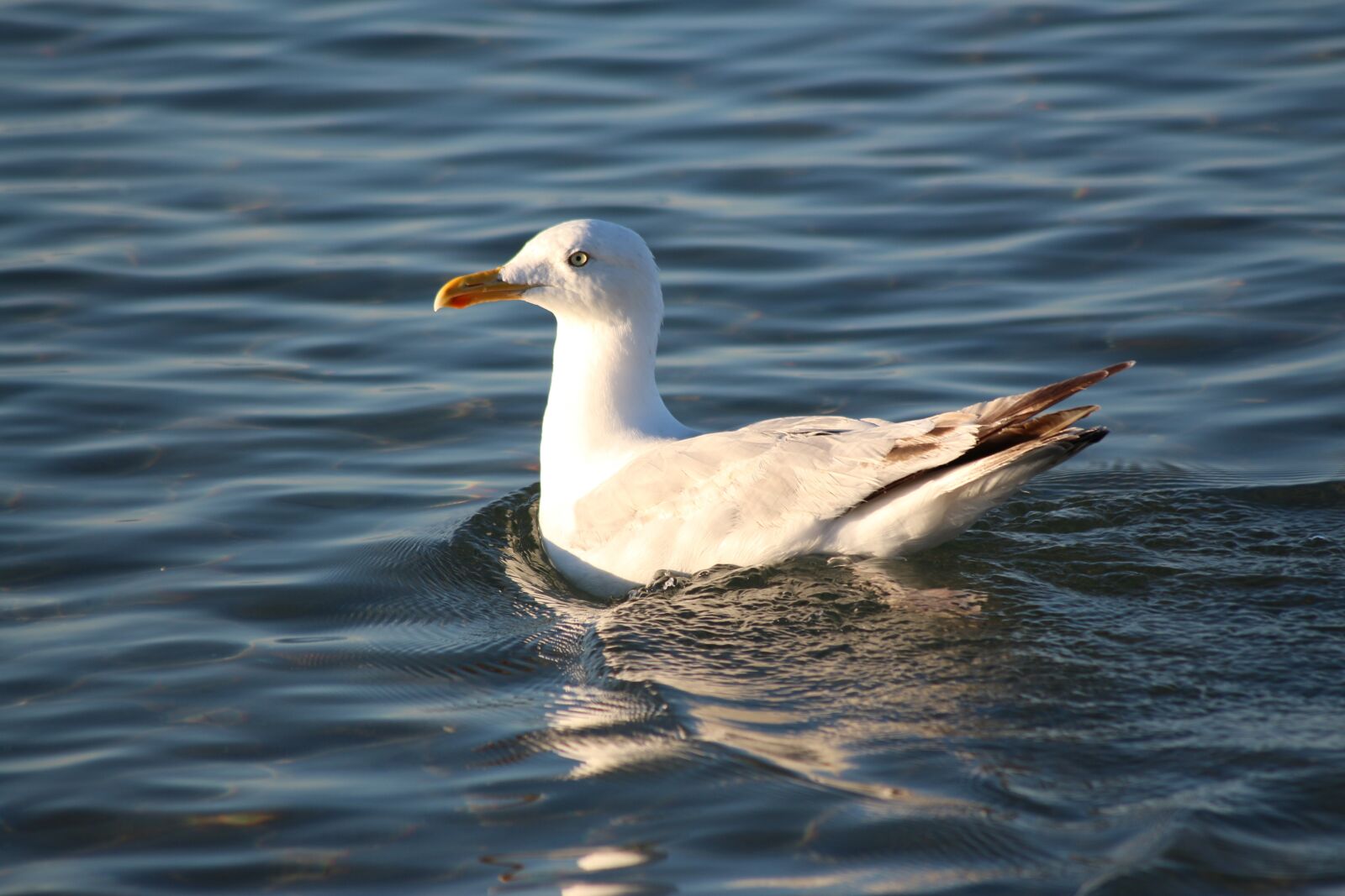 Canon EOS 650D (EOS Rebel T4i / EOS Kiss X6i) sample photo. Seagull, bird, blue photography