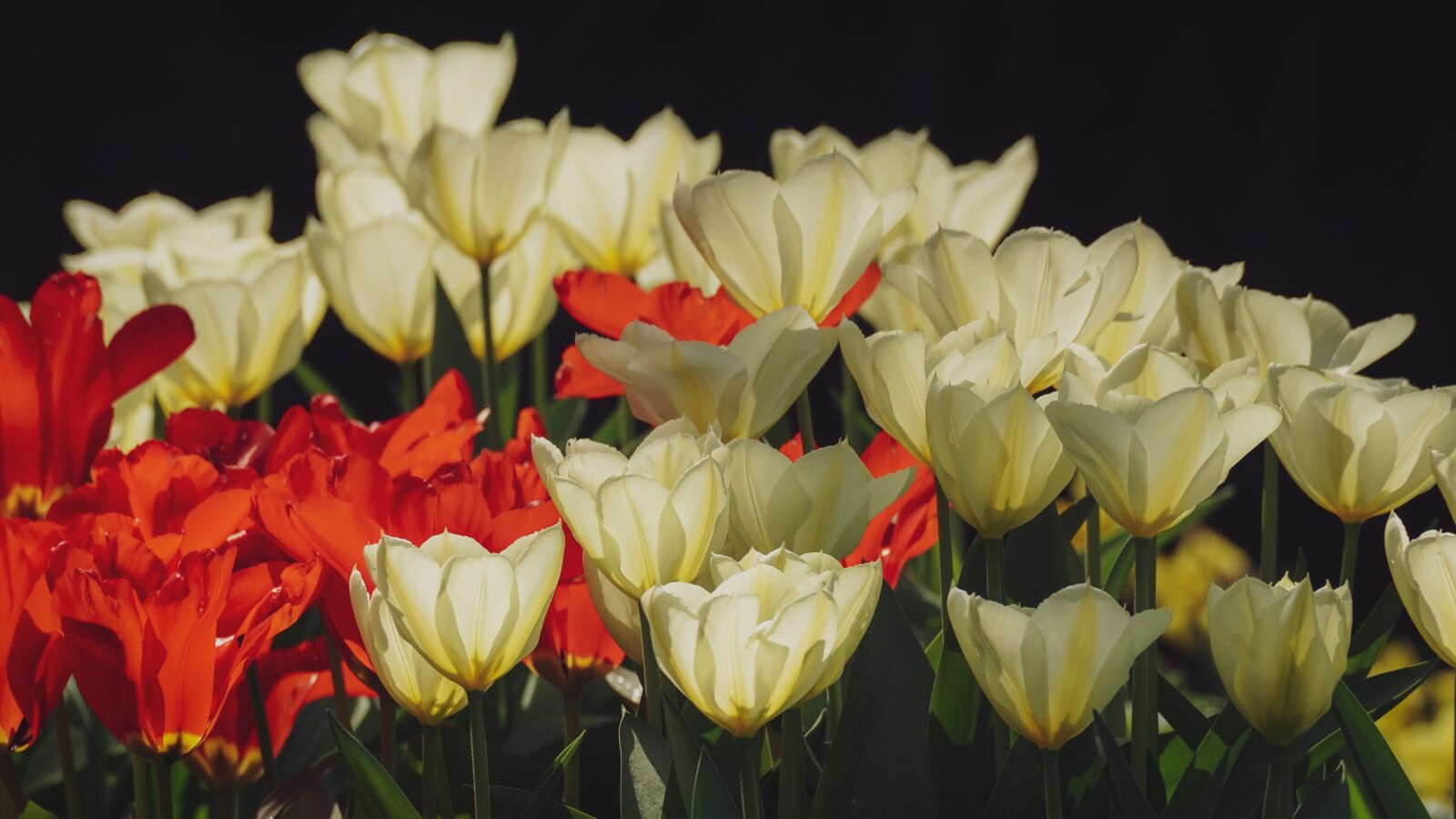 Sony DT 55-300mm F4.5-5.6 SAM sample photo. Tulips, flowers, spring photography