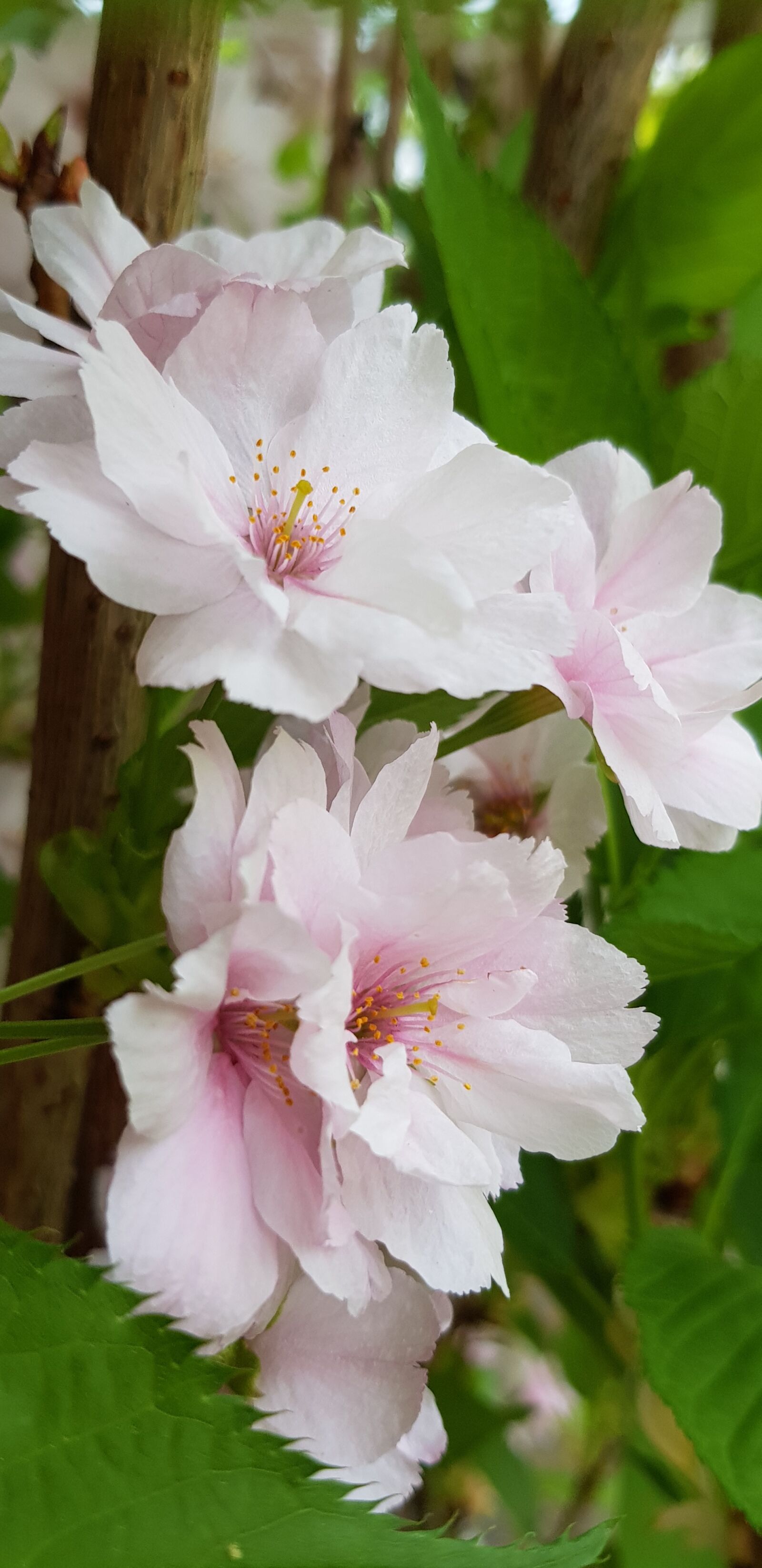 Samsung Galaxy S8 sample photo. Flower, plant, nature photography