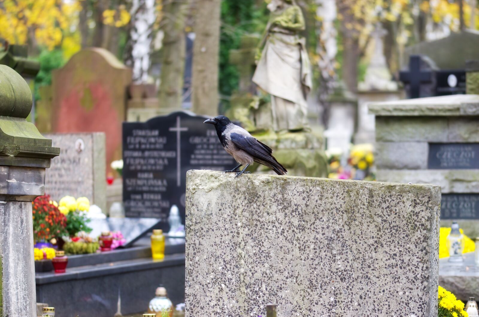 Nikon D5100 sample photo. Bird, the crow, plumage photography