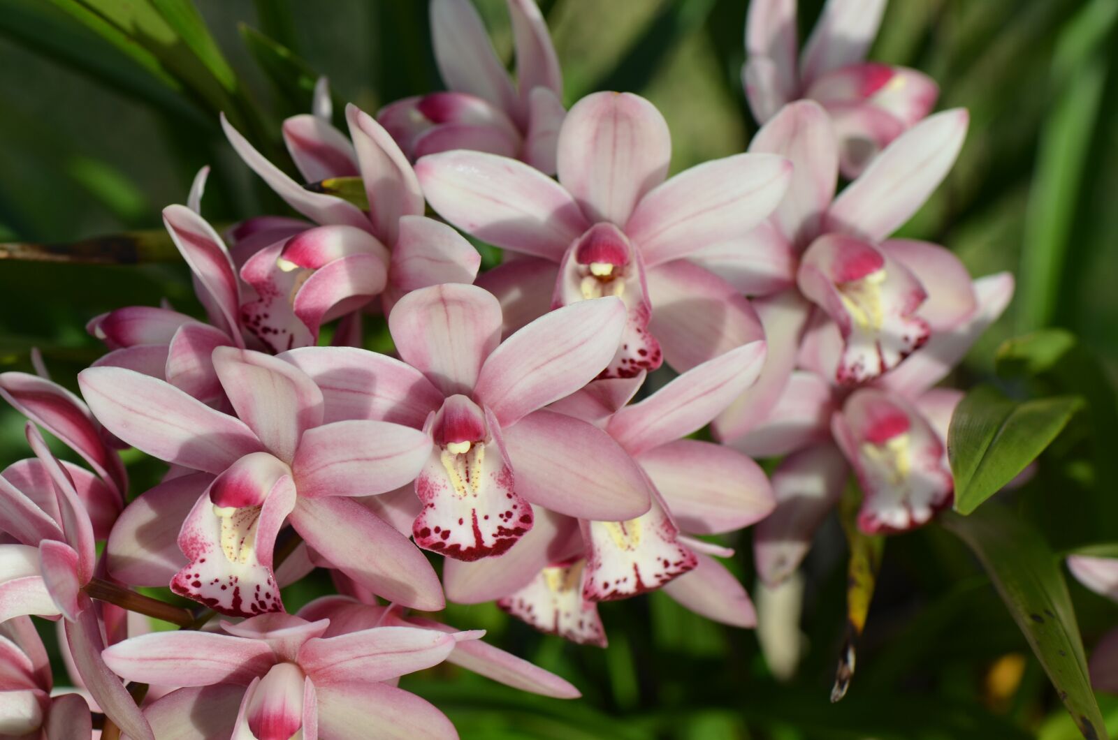 Nikon D7000 sample photo. Flowers, orchid, bloom photography