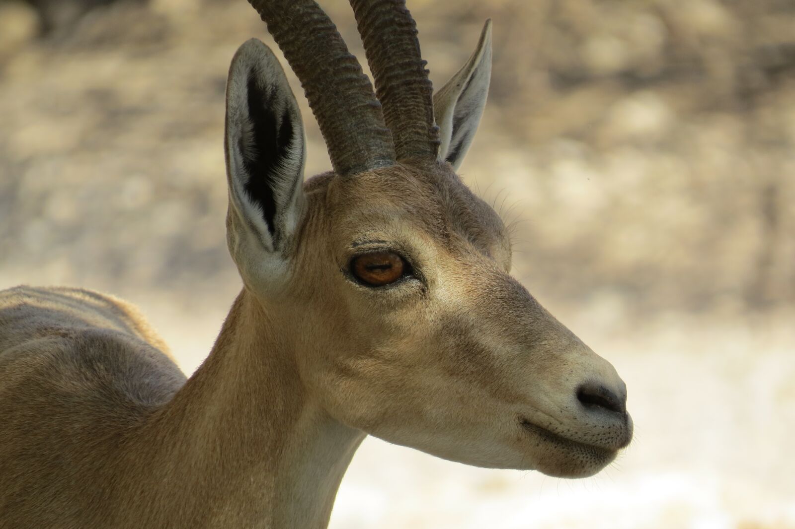 Canon PowerShot SX50 HS sample photo. Israel, engedi, ibex photography