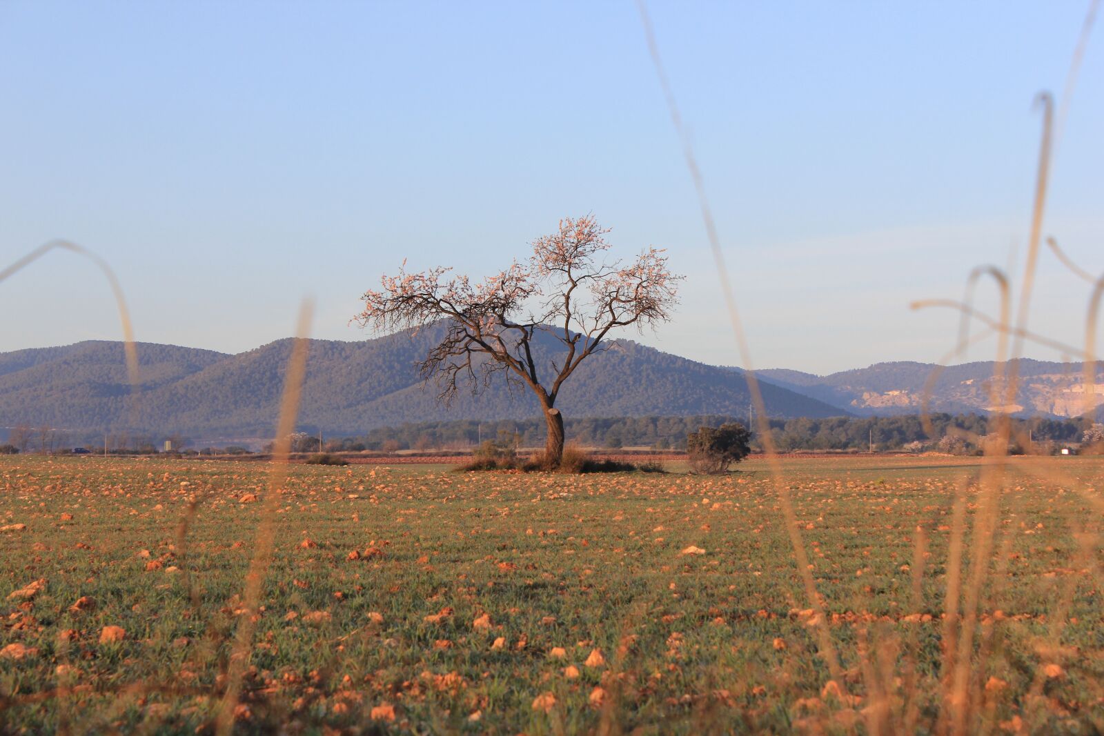 Canon EOS 60D sample photo. Dry, tree, nature photography