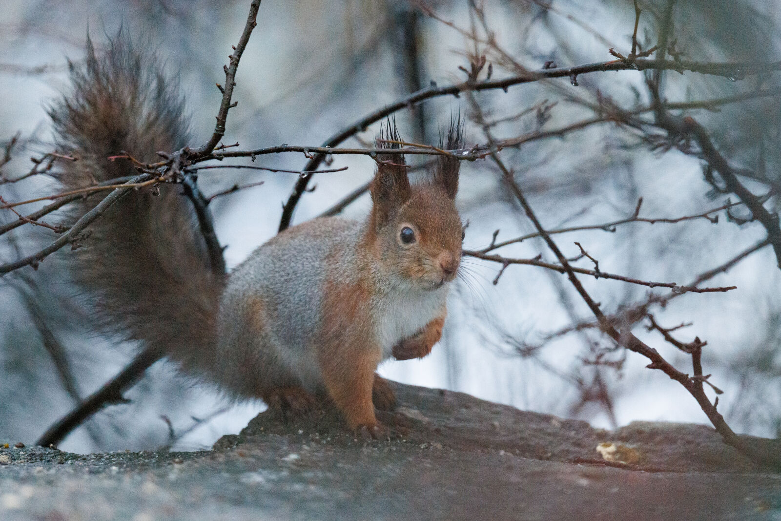 Canon EOS R5 sample photo. Squirrel morning photography