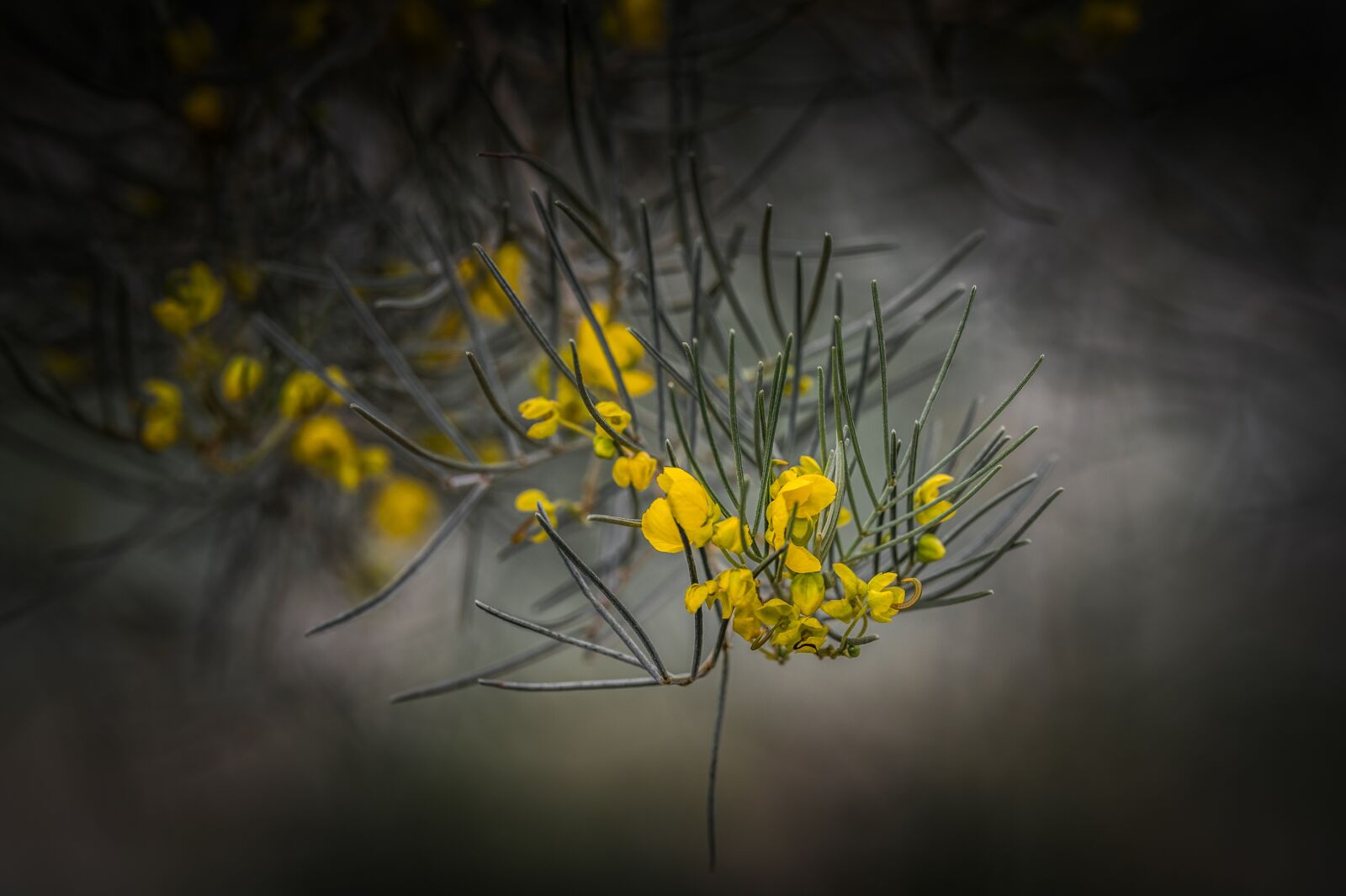 Nikon Z6 sample photo. Flower, garden, nature photography