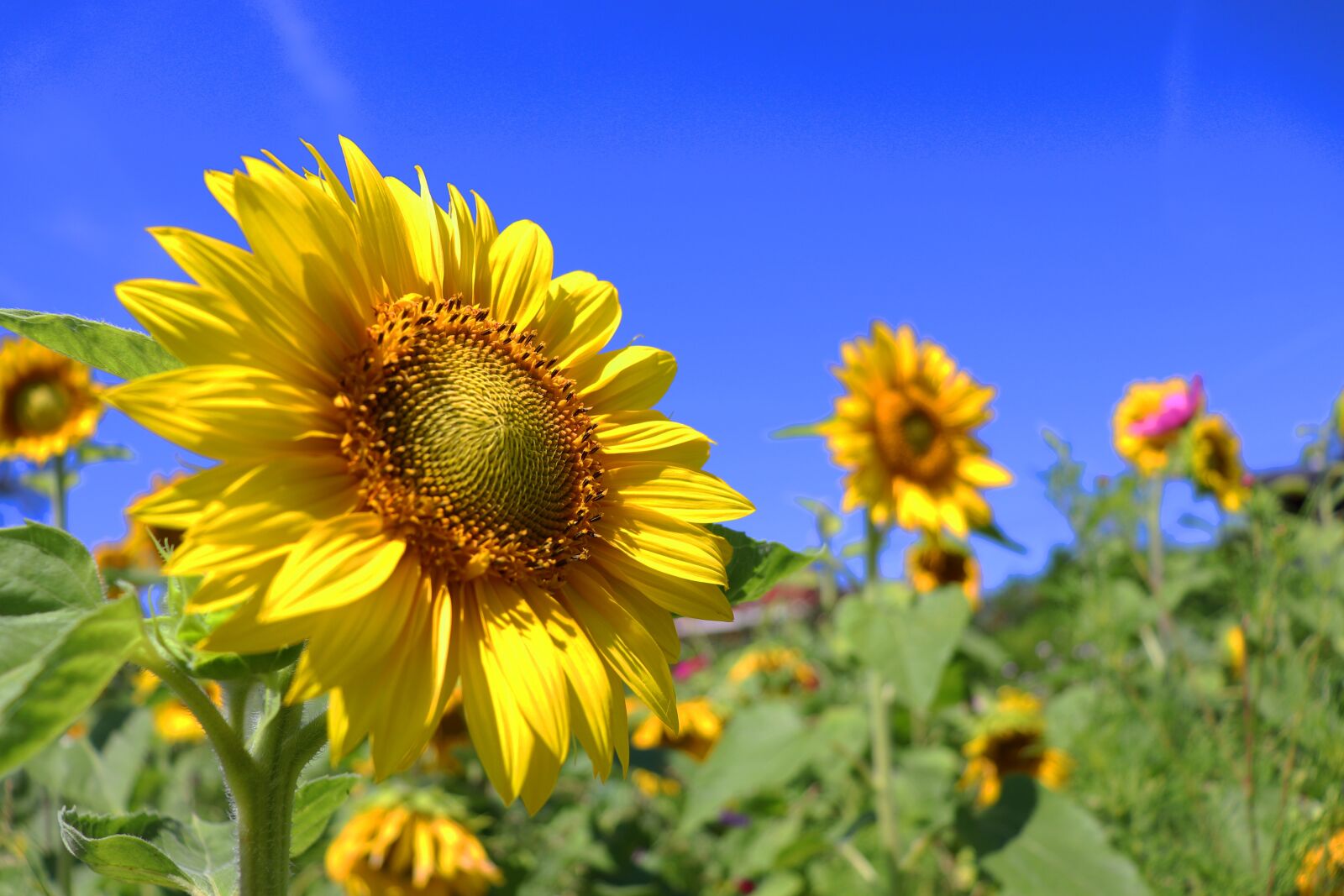 Canon EOS 800D (EOS Rebel T7i / EOS Kiss X9i) sample photo. Sunflower, summer, sky photography