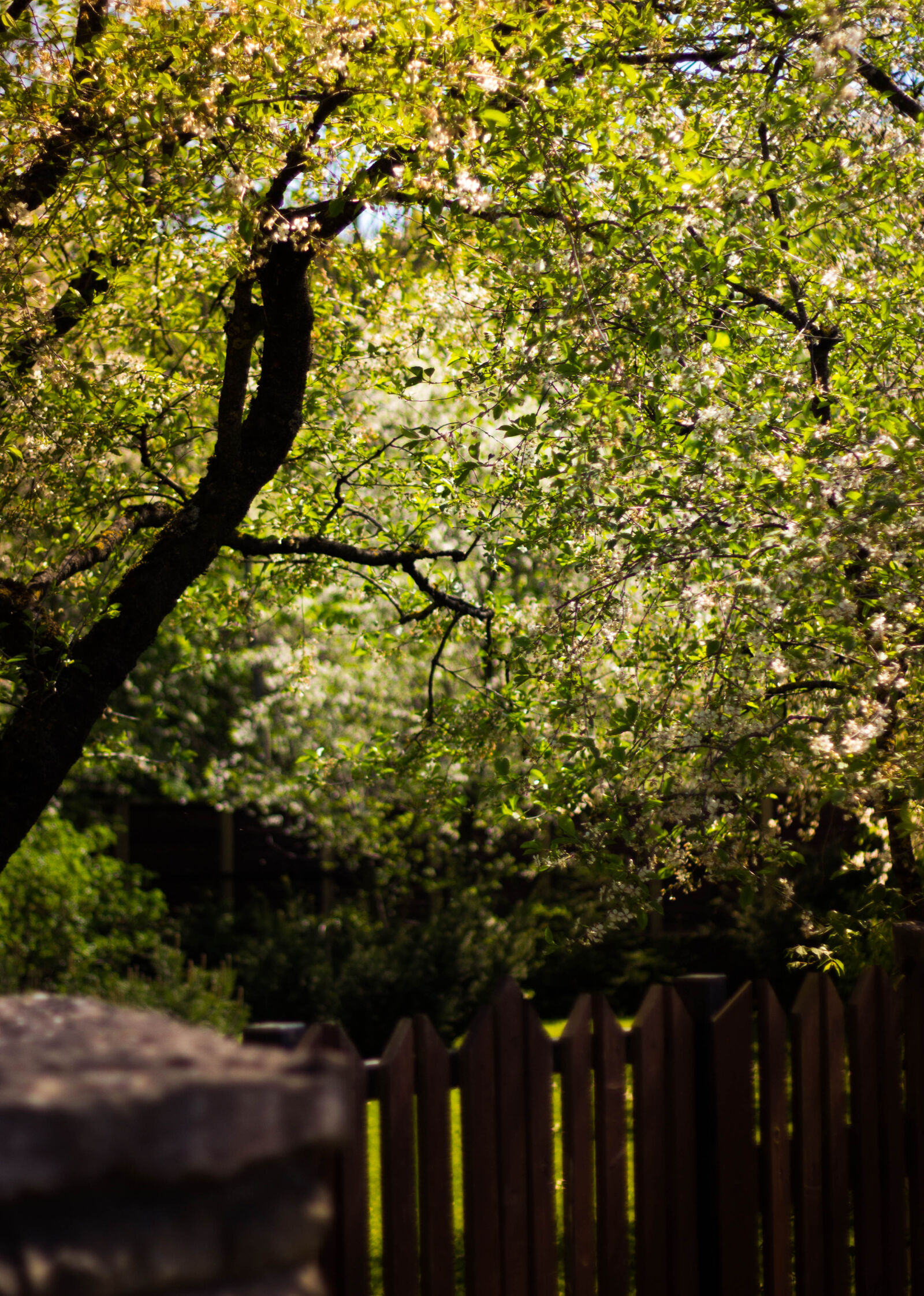 Canon EOS 600D (Rebel EOS T3i / EOS Kiss X5) + Canon EF 50mm F1.8 II sample photo. Depth, of, field, fence photography