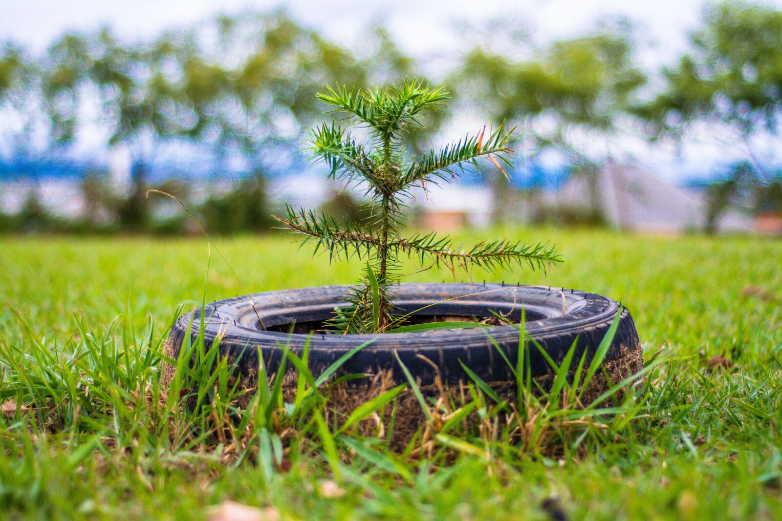 Nikon D5200 sample photo. Pinheiro, tree, nature photography