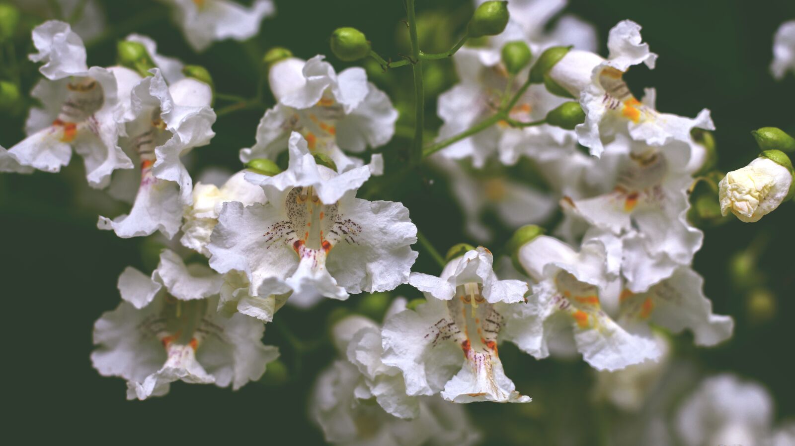 Canon EOS 700D (EOS Rebel T5i / EOS Kiss X7i) sample photo. Flower, tree, white photography