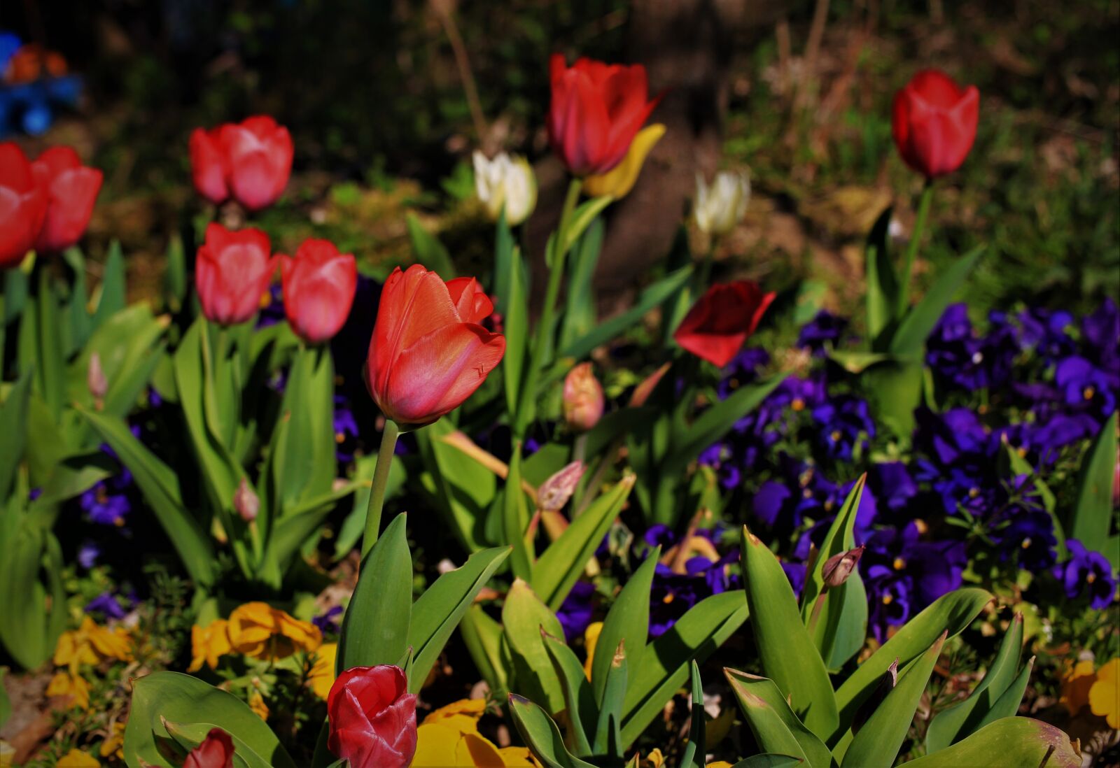 Canon EF-S 35mm F2.8 Macro IS STM sample photo. Tulips, flower bed, colorful photography
