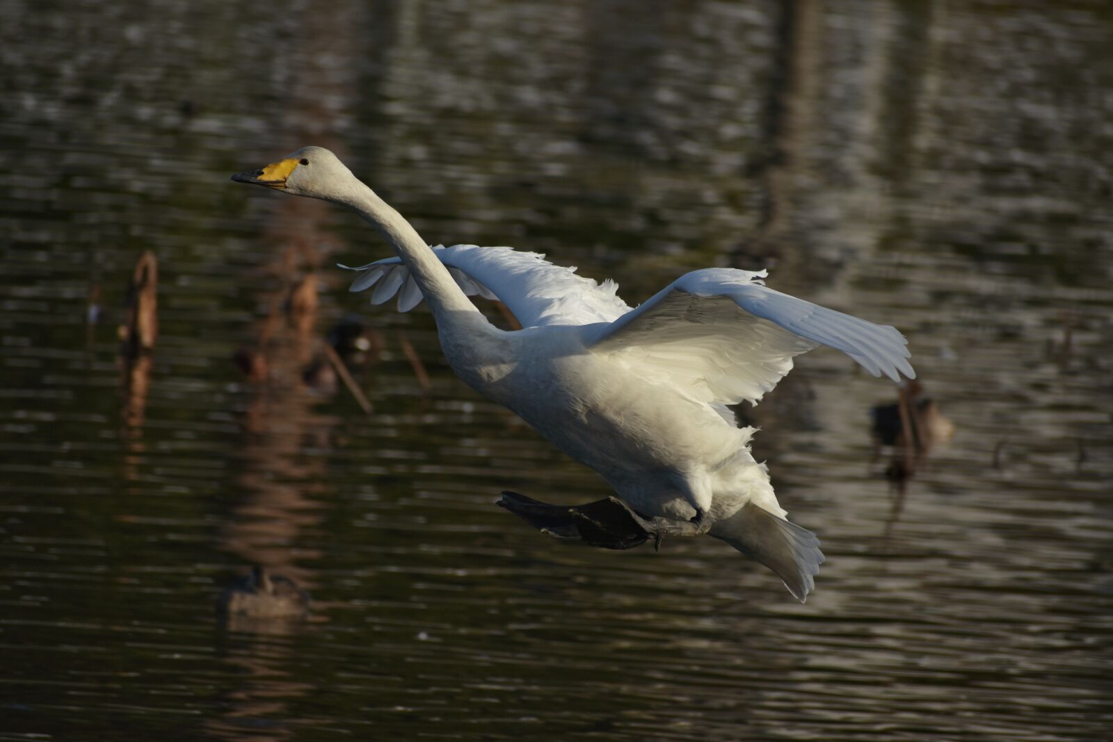 Nikon D7200 sample photo. Animal, lake, waterside photography