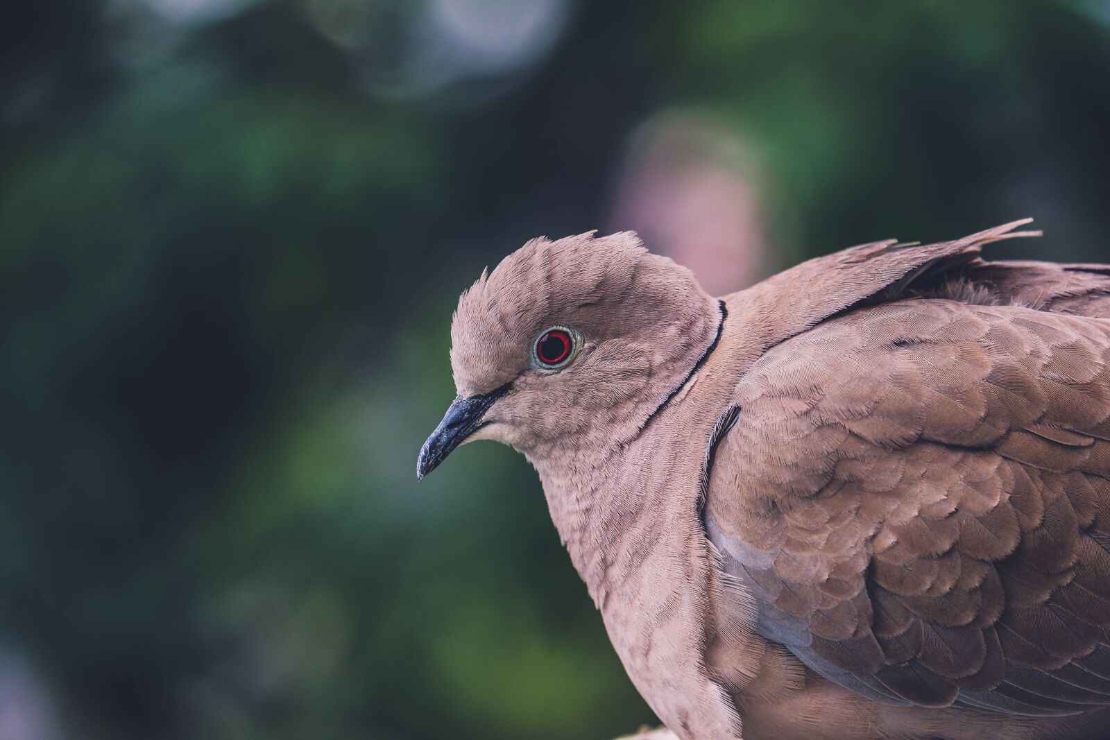 Fujifilm X-A5 sample photo. Dove, pigeon, bird photography