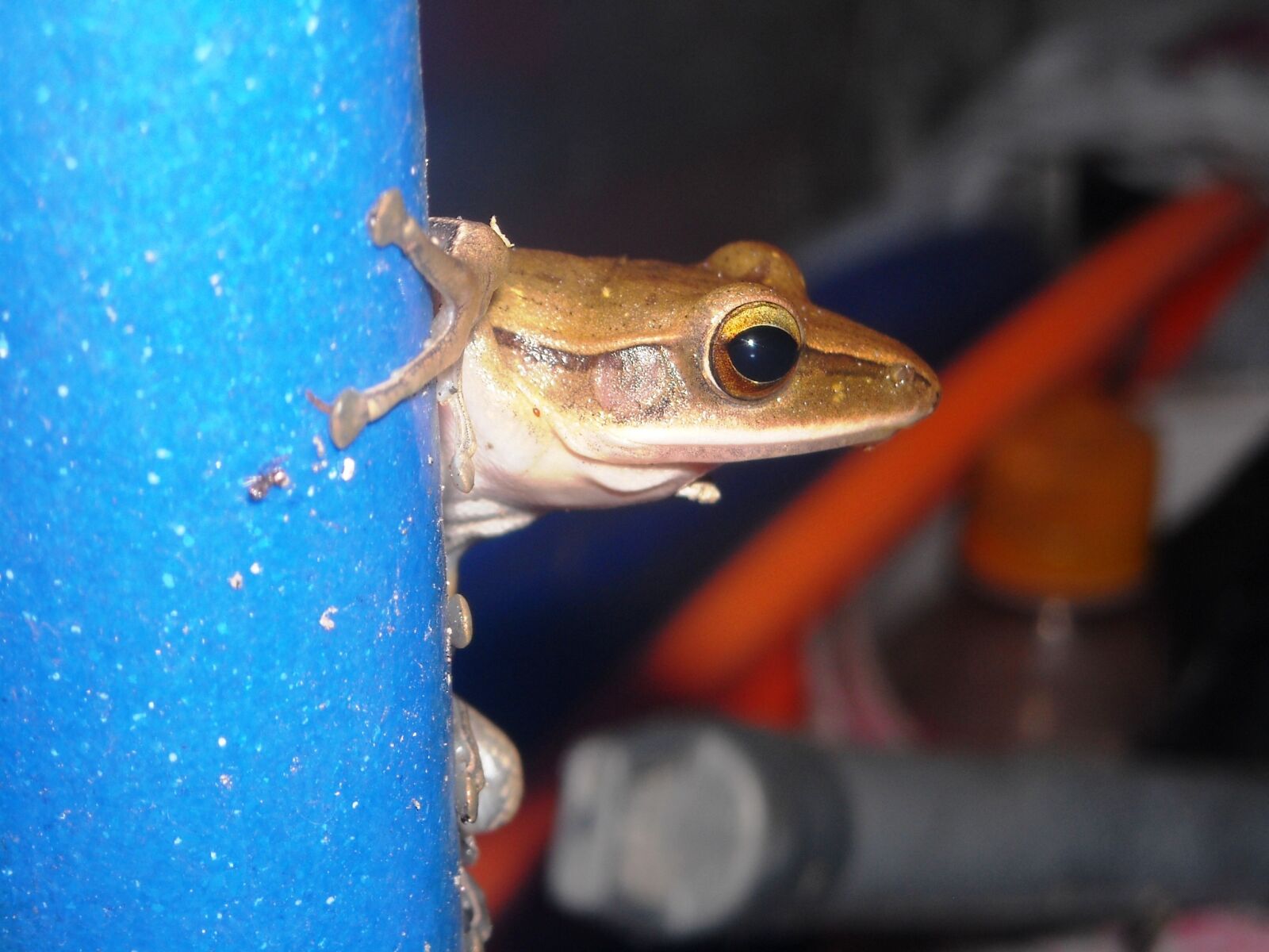Nikon Coolpix L16 sample photo. Frog, brown, pipe photography