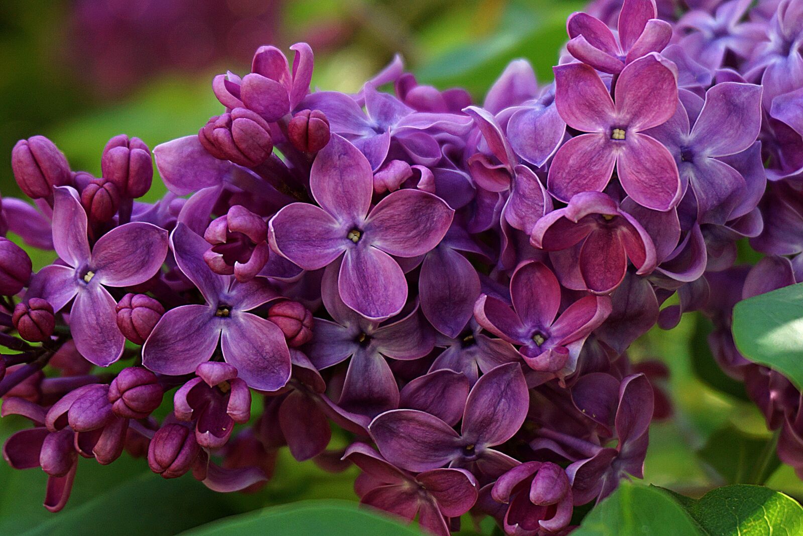 Sony a6000 sample photo. Lilac flower, no purple photography
