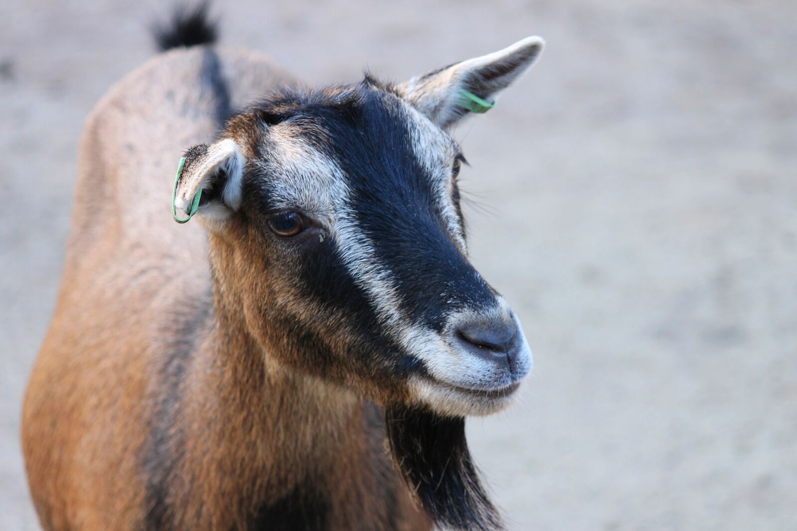 Canon EOS 1100D (EOS Rebel T3 / EOS Kiss X50) sample photo. Goat, domestic goat, goat's photography