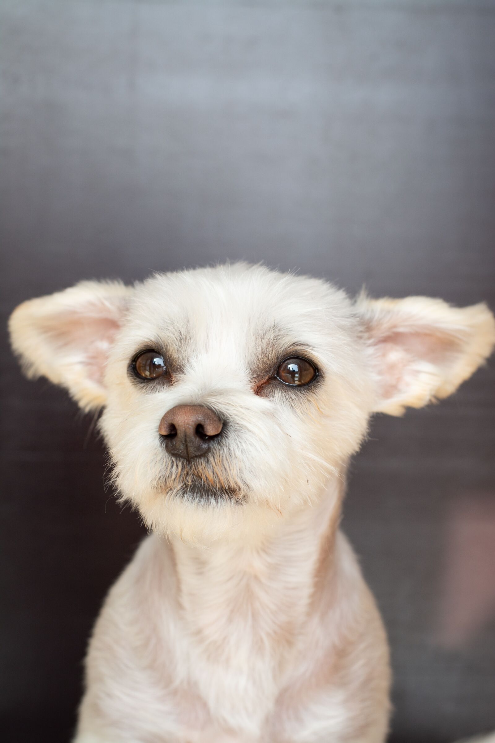 Nikon D7100 sample photo. Dog, hybrid, white photography