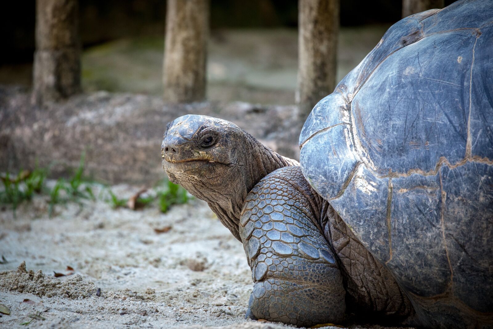 Canon EOS 5D Mark II sample photo. Turtle, slowly, animal photography