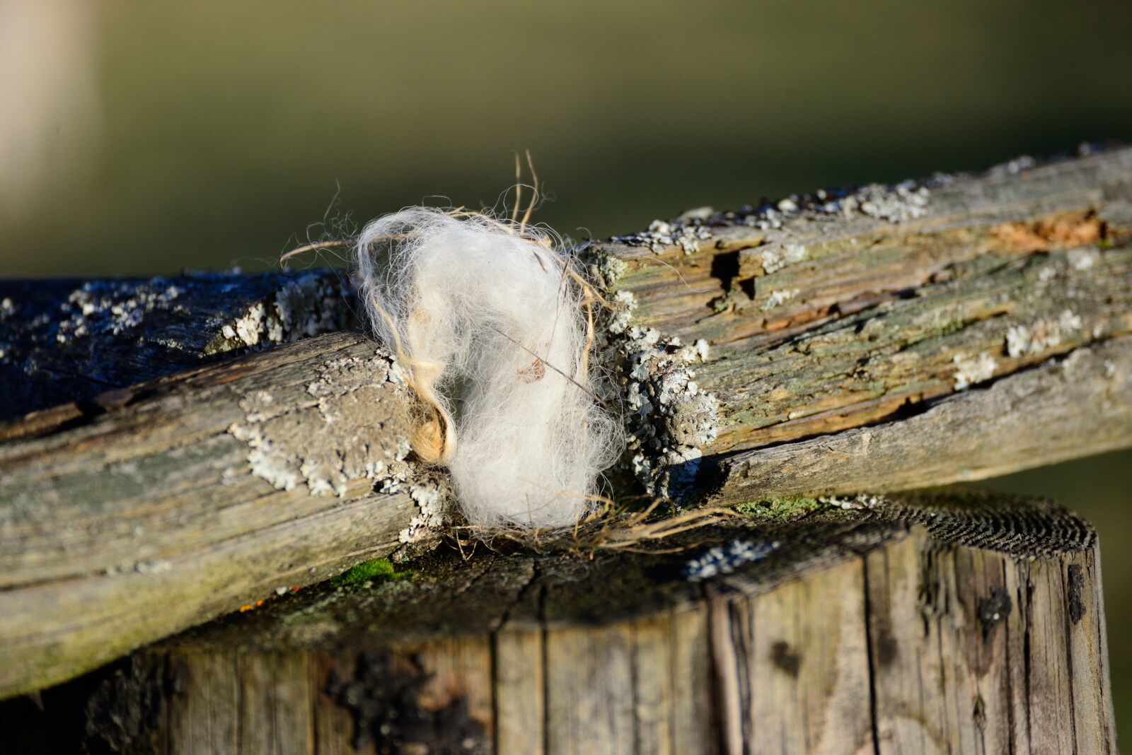 Nikon D610 sample photo. Fence, wood, pasture fence photography