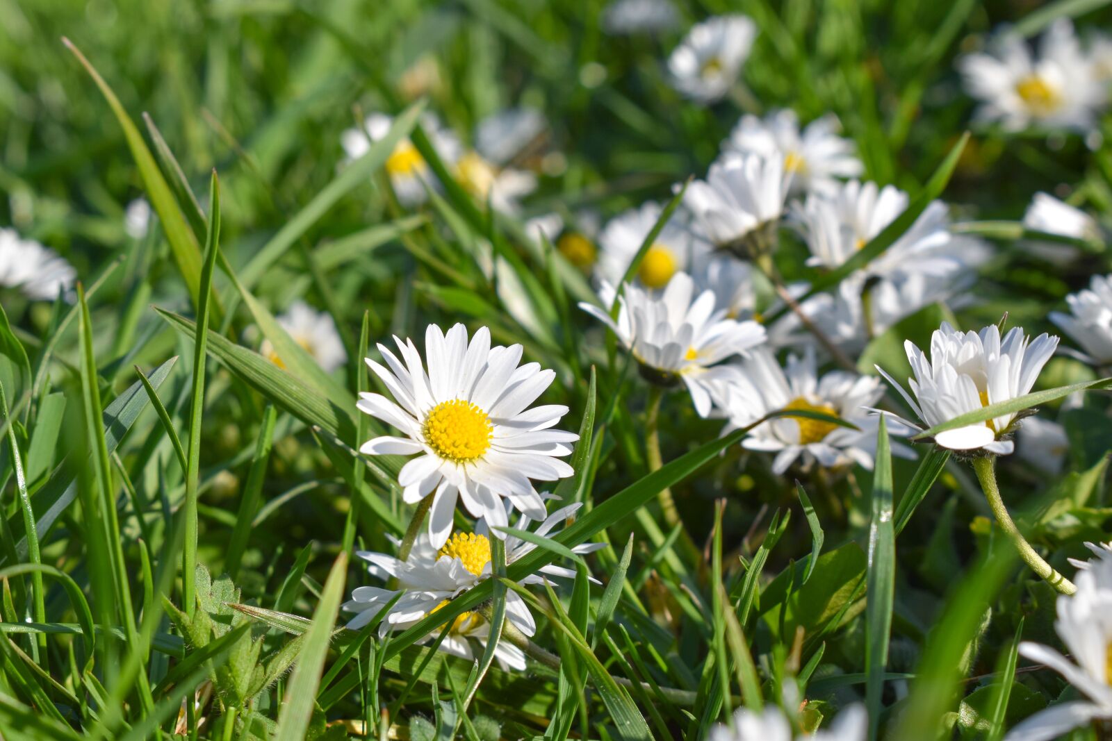 Nikon D5600 sample photo. Daisy, meadow, spring photography