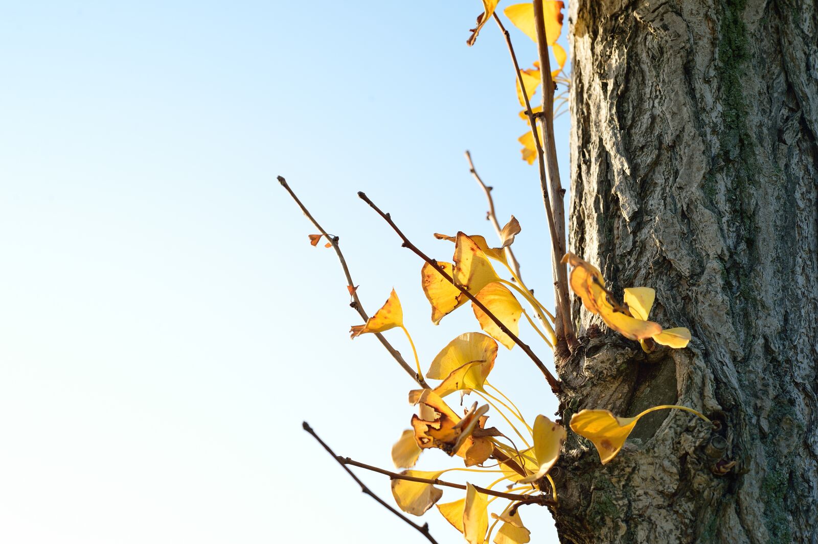 Nikon Df sample photo. Japan, landscape, natural photography