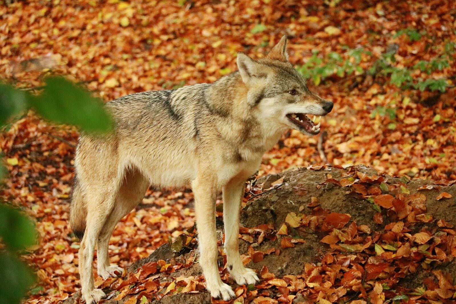 Canon EOS 750D (EOS Rebel T6i / EOS Kiss X8i) sample photo. Wolf, dog, nature photography