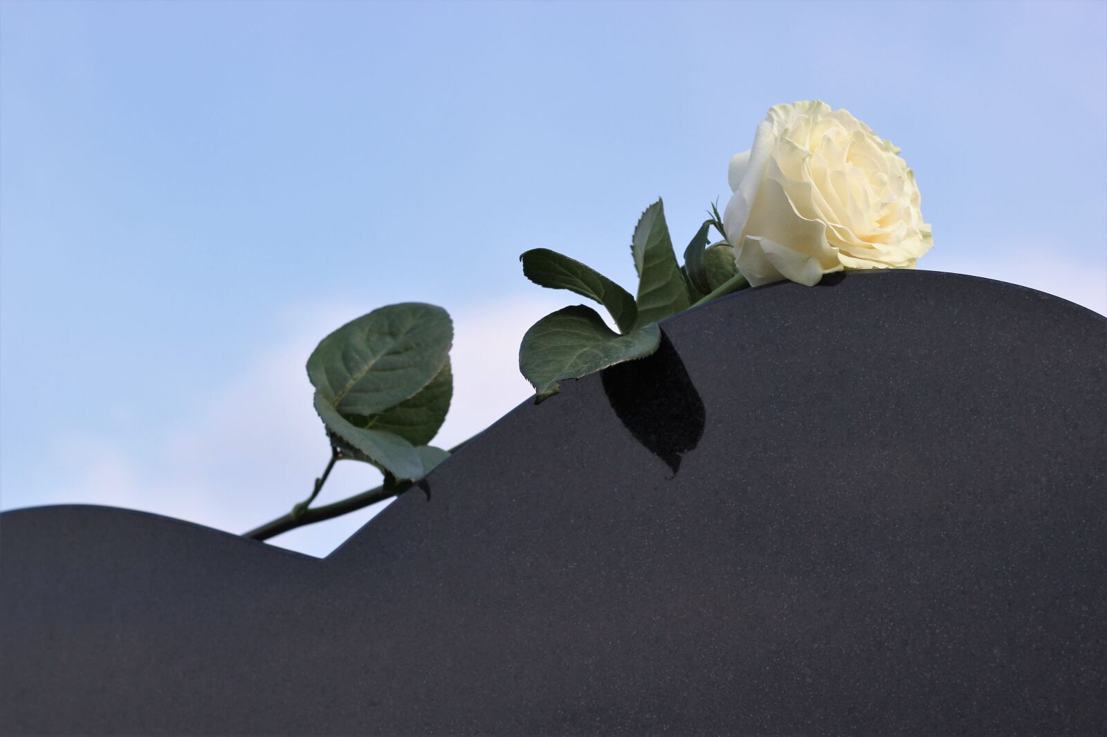 Canon EOS 550D (EOS Rebel T2i / EOS Kiss X4) sample photo. White rose, heart gravestone photography