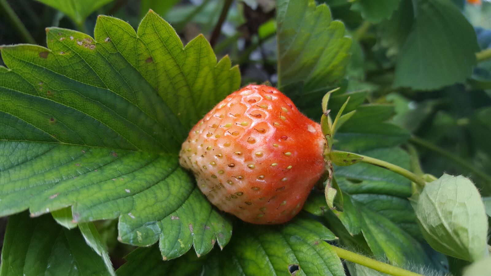 Samsung GALAXY S6 edge sample photo. Strawberry, vegetable garden, juicy photography