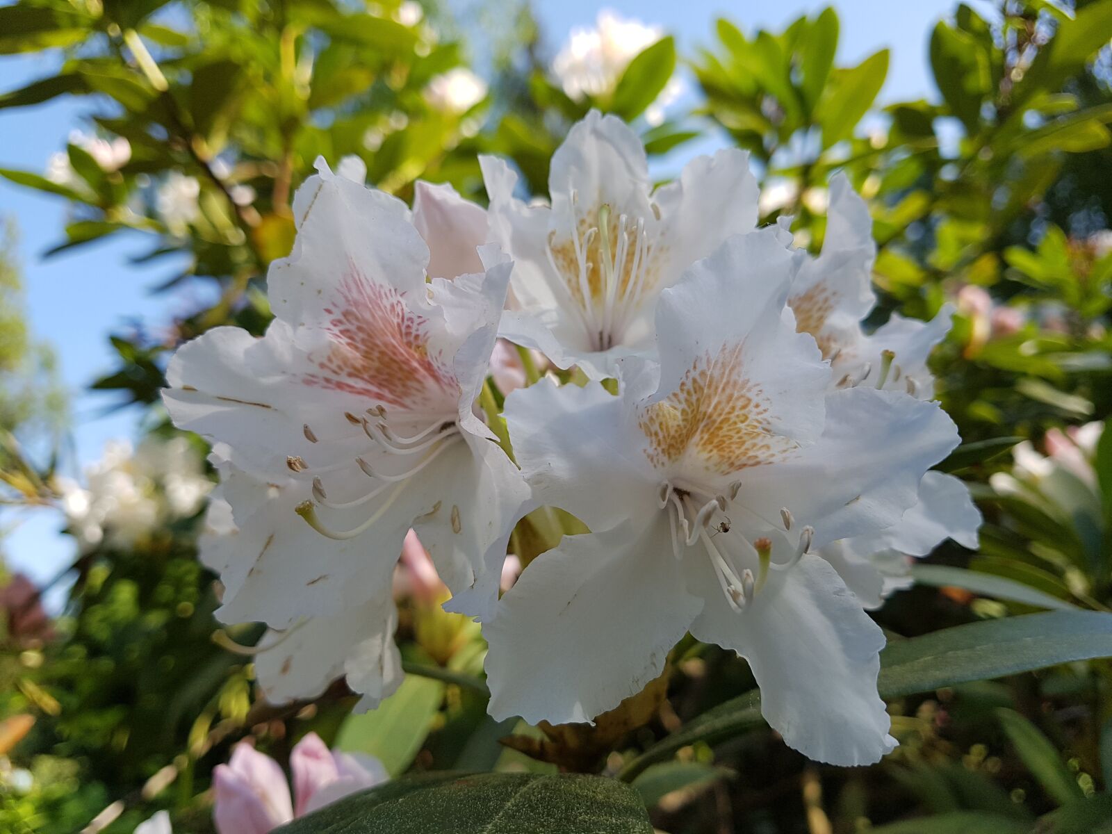 Samsung Galaxy S7 sample photo. Rhododendron, white, blossom photography