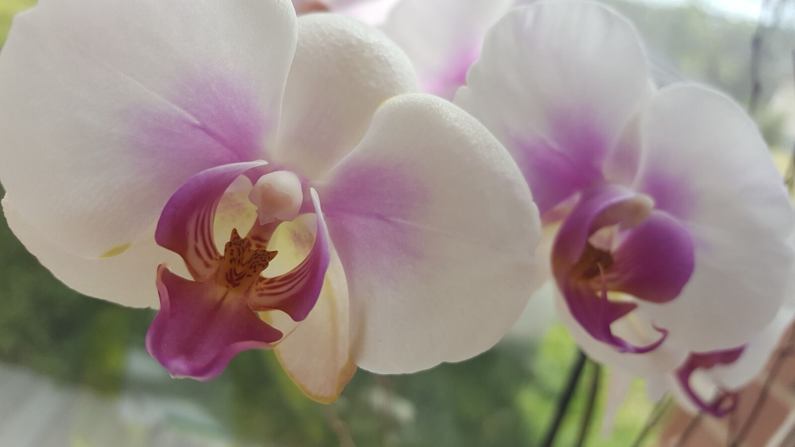 Samsung Galaxy S6 sample photo. Pink, flowers, nature photography