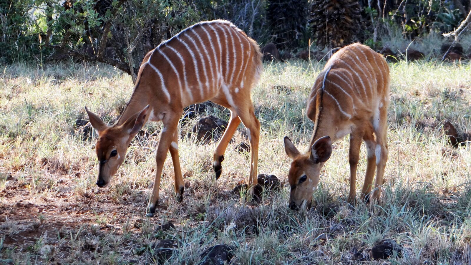 Sony Cyber-shot DSC-HX100V sample photo. Striped deer, animal, africa photography