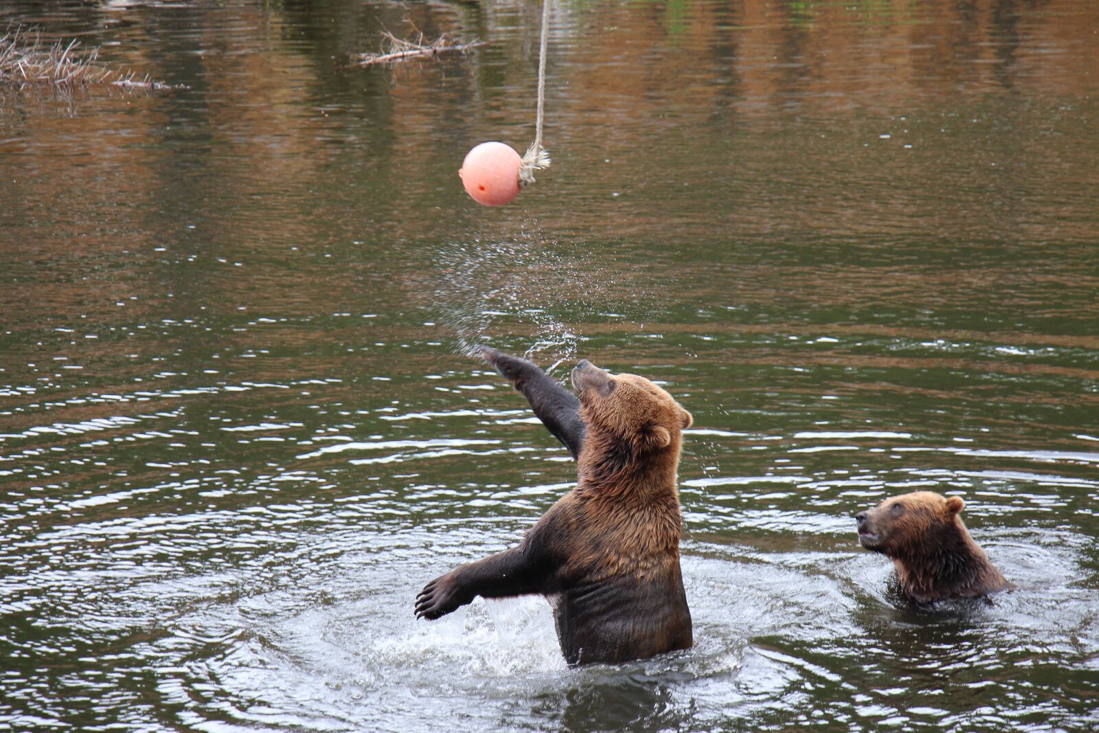 Canon EOS 650D (EOS Rebel T4i / EOS Kiss X6i) sample photo. Bear, slaps, ball photography